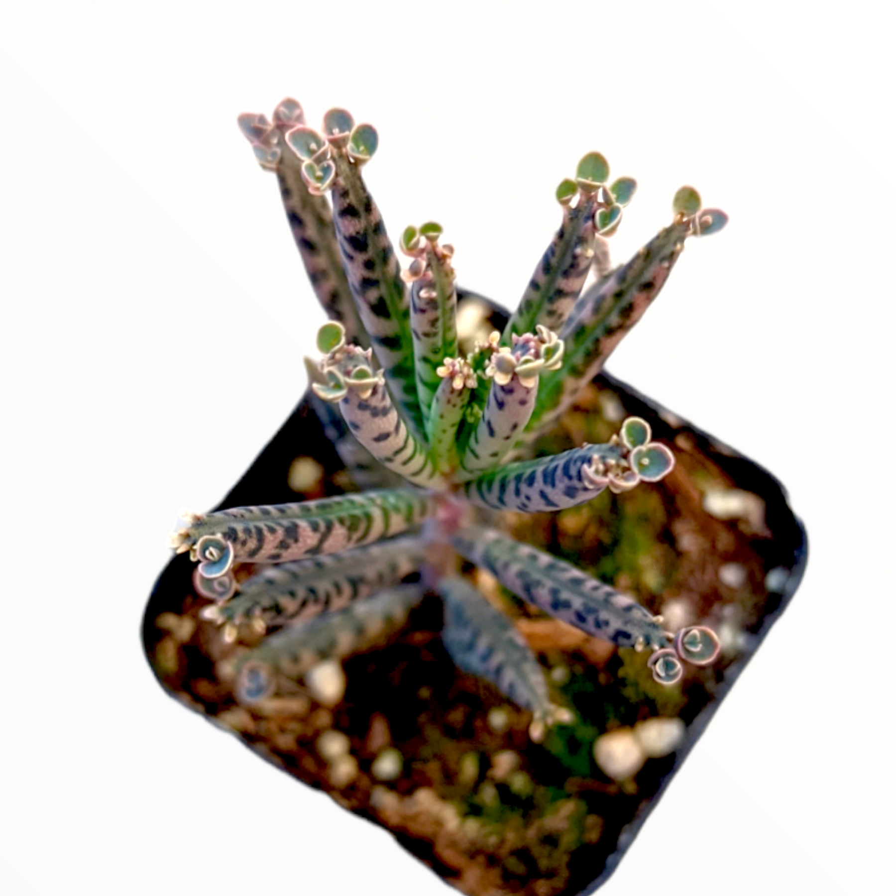 Kalanchoe tubiflora 'Mother of Millions'
