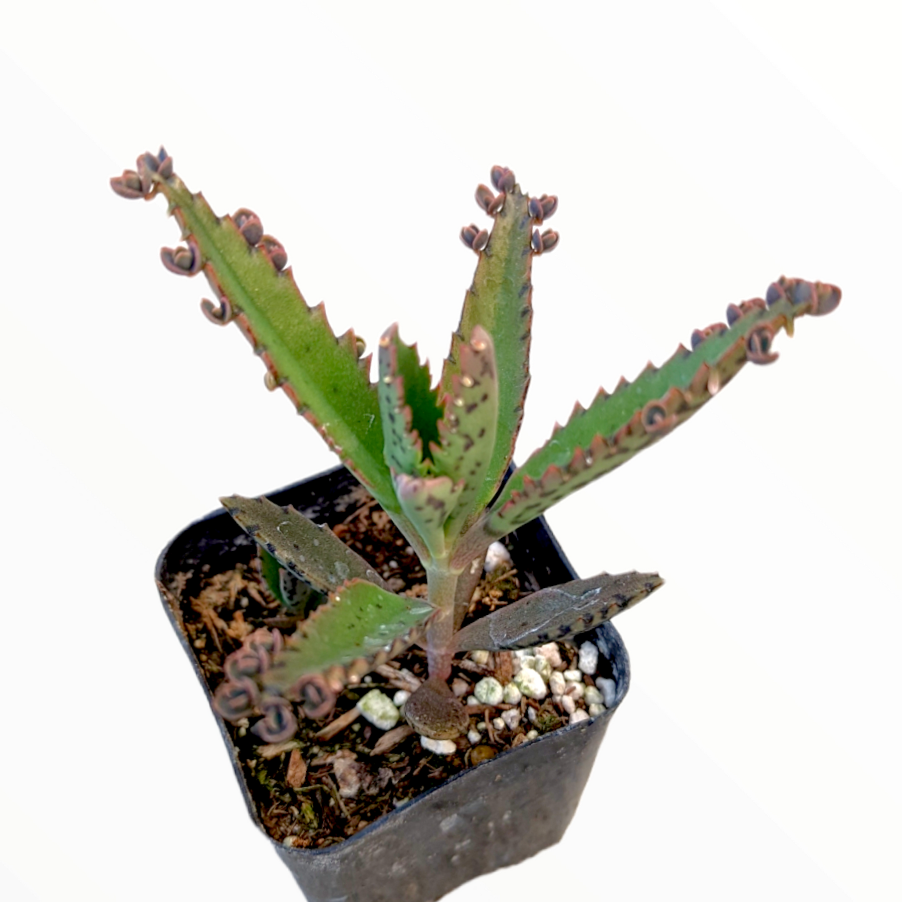 Kalanchoe tubiflora 'Mother of Millions'