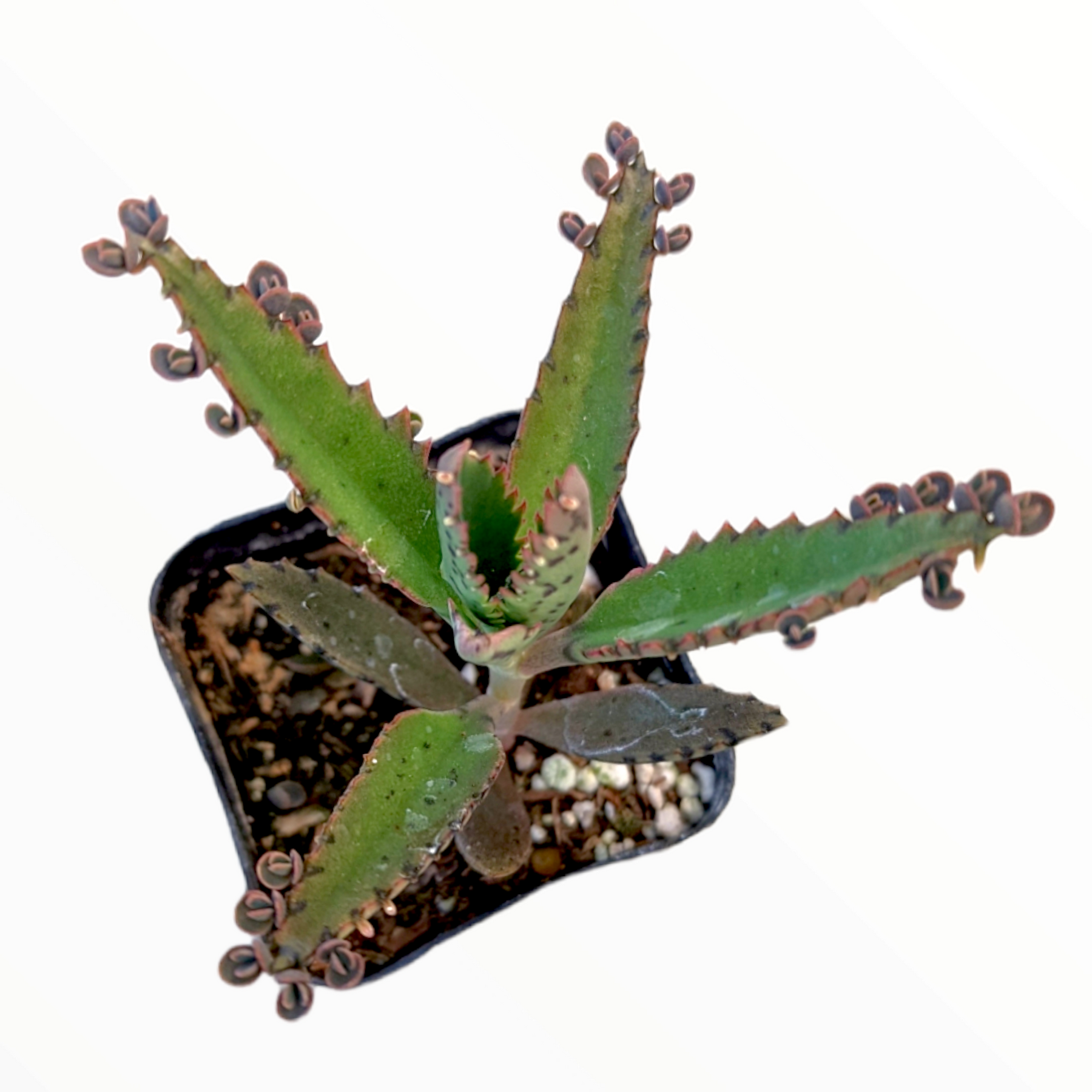 Kalanchoe tubiflora 'Mother of Millions'