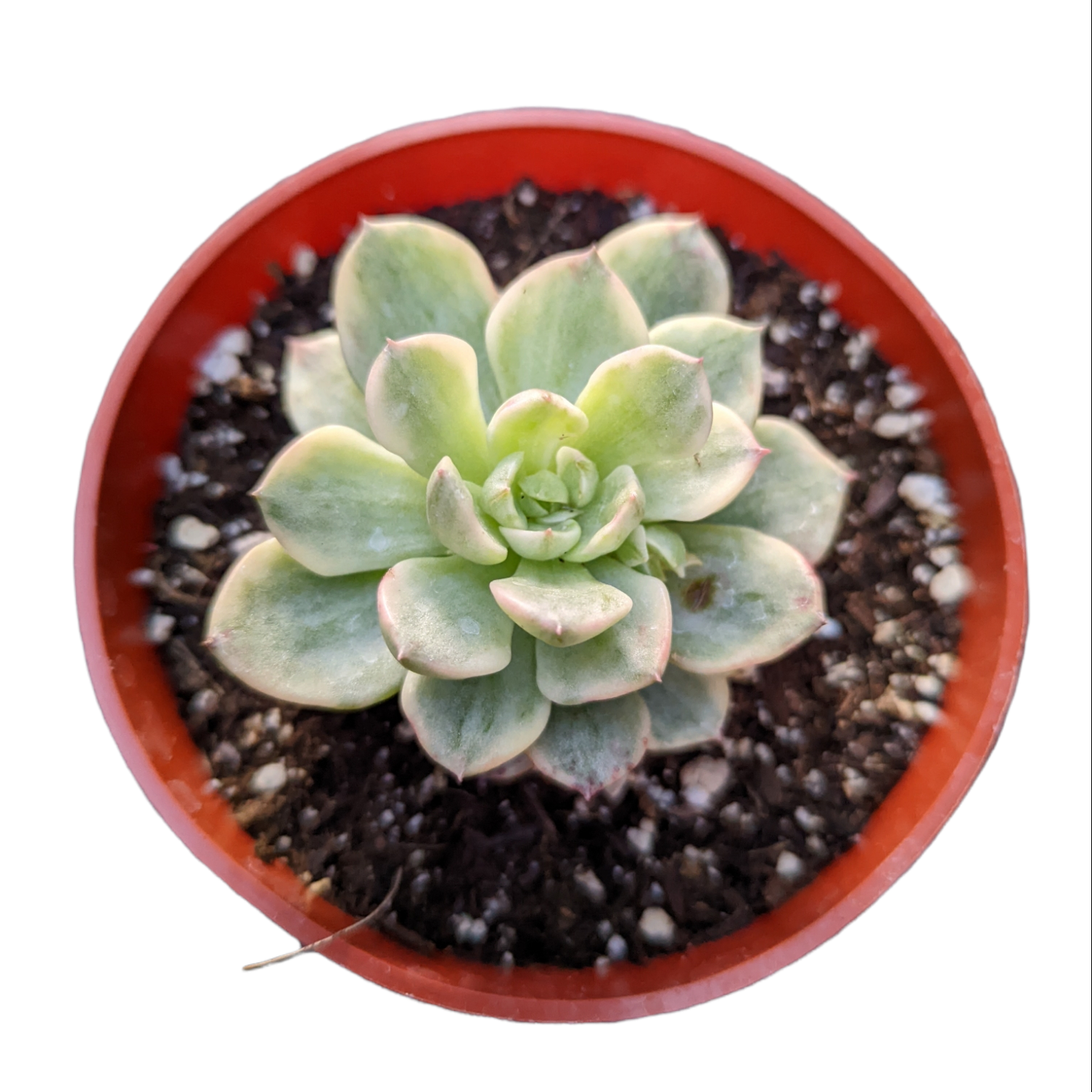 echeveria rolly cluster succulent plant Sedeveria Rolly Variegata