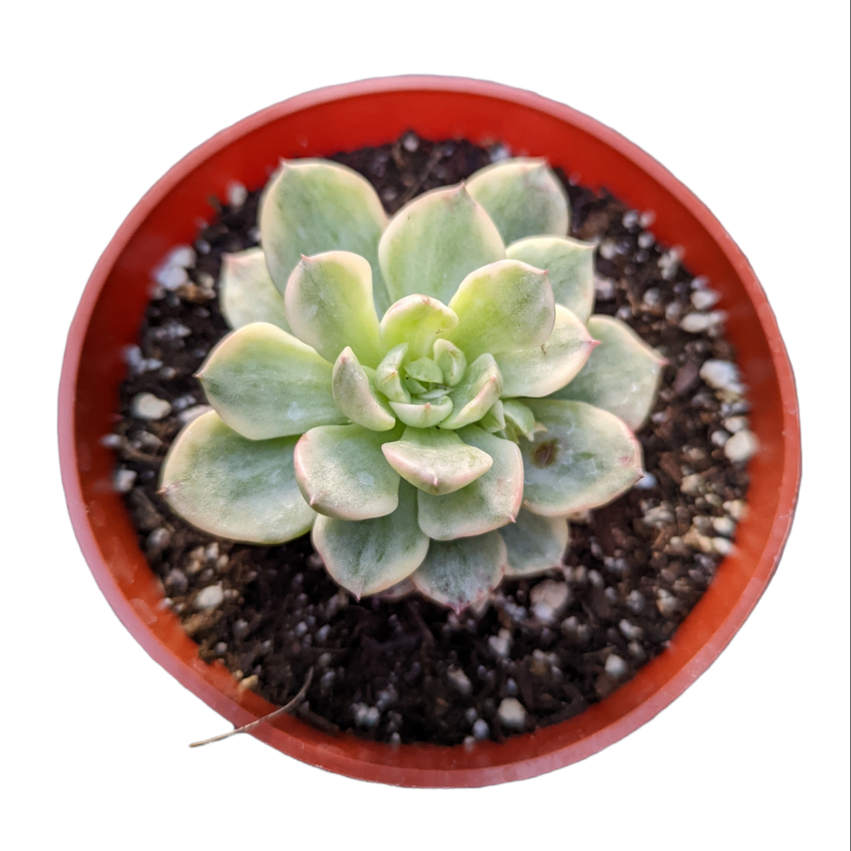 Sedeveria Rolly Variegata in round nursery pot.