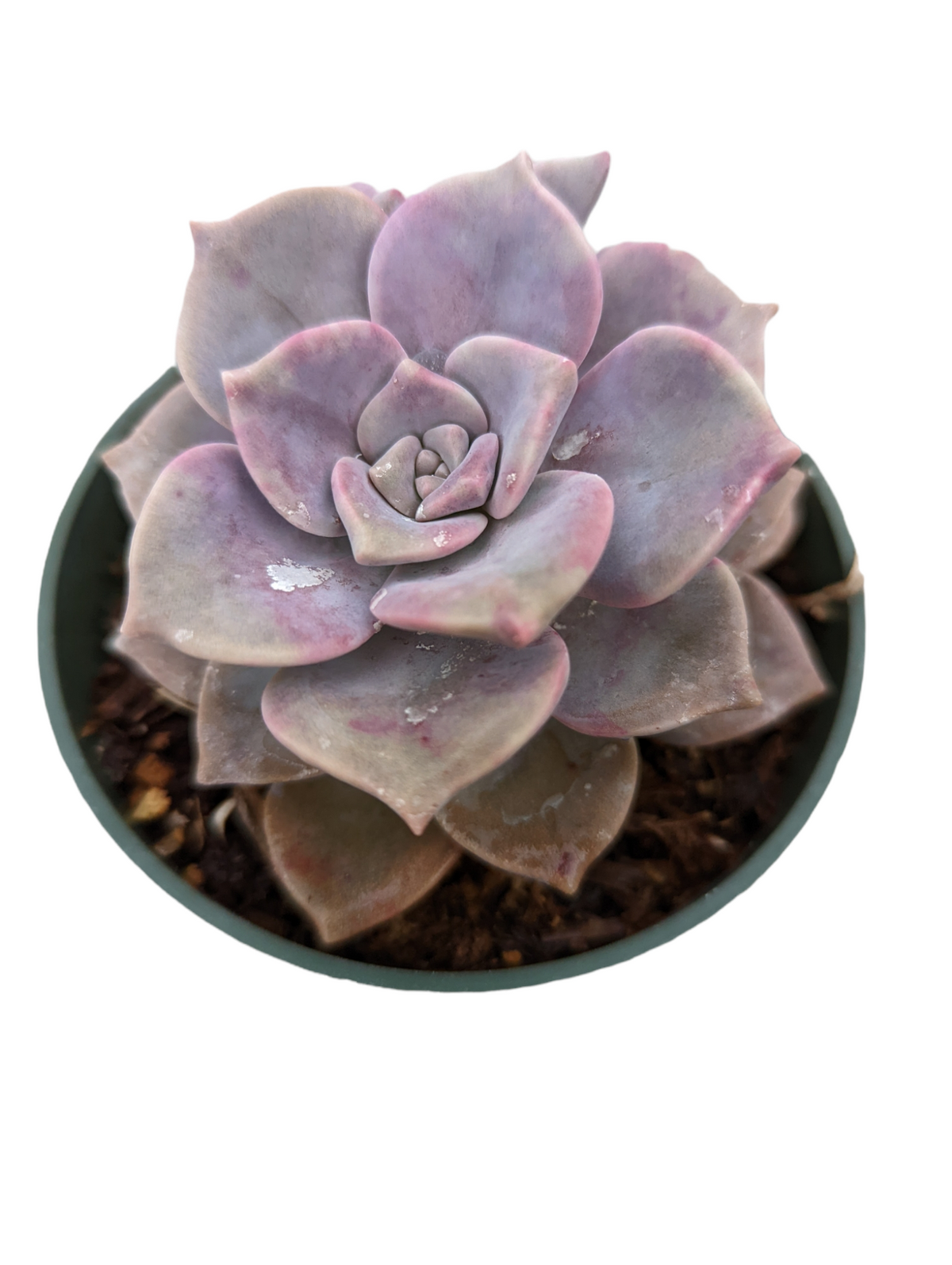 Graptopetalum 'Purple Delight' succulent in a small nursery pot.