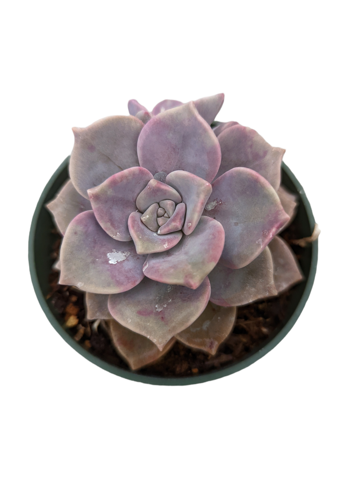Graptopetalum 'Purple Delight' succulent with rosette leaves.