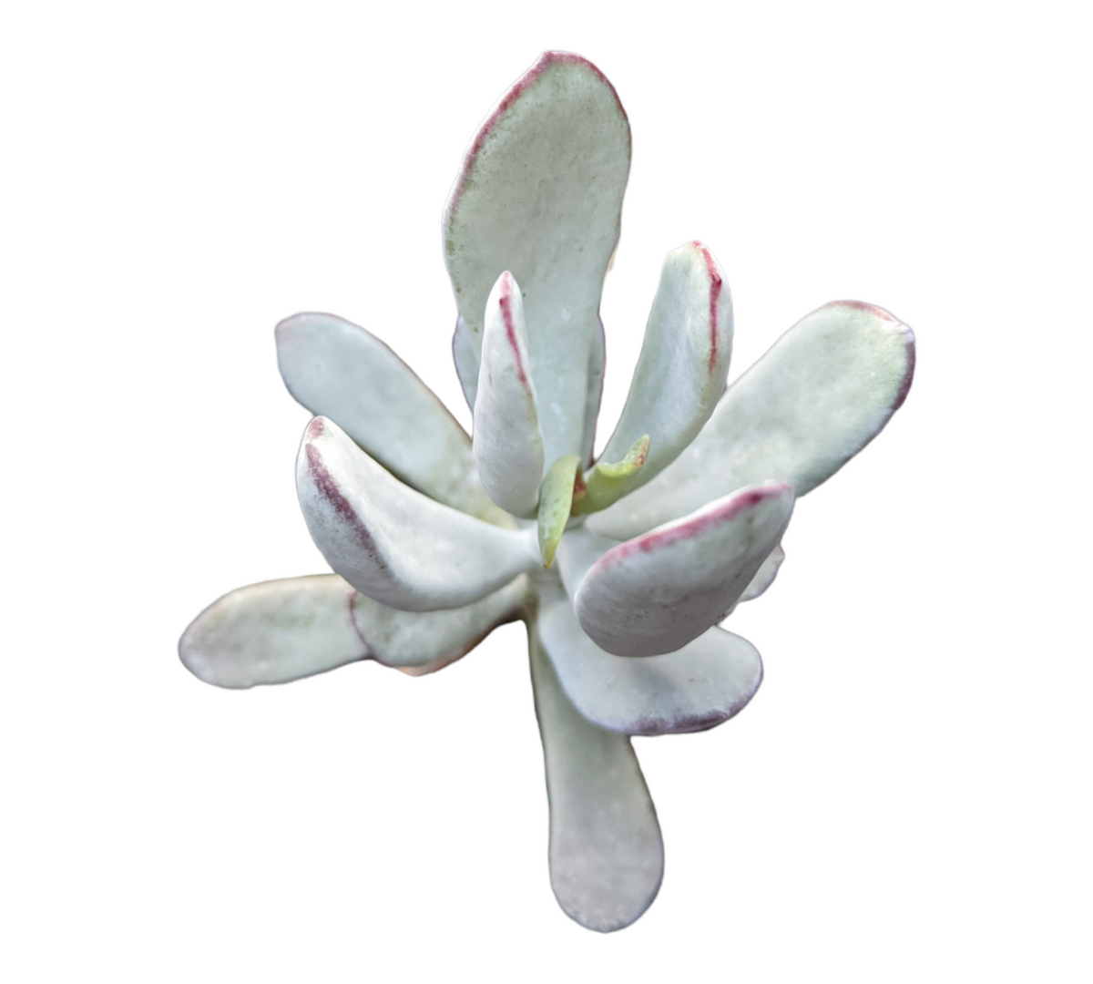 Cotyledon orbiculata 'Silver peak'