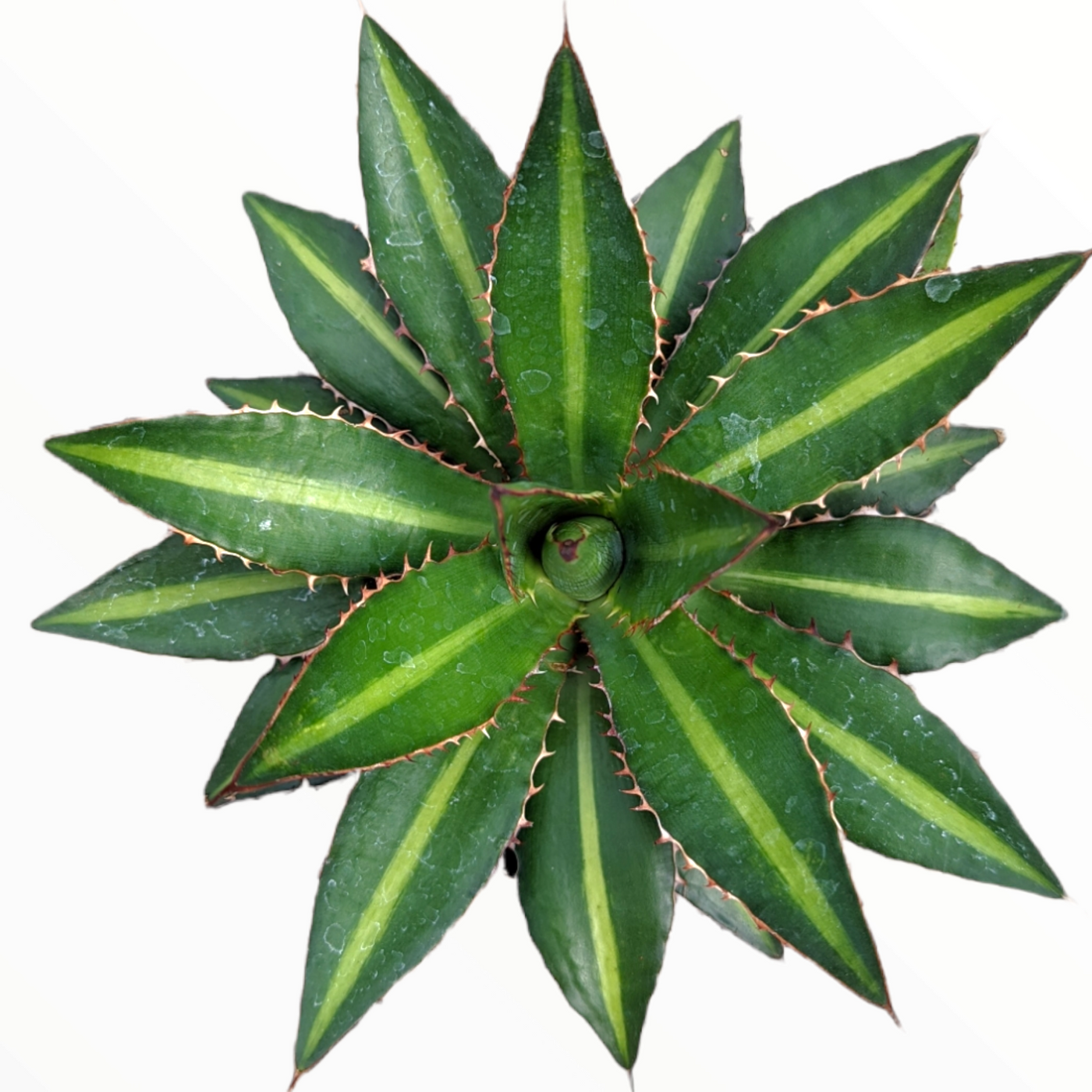 Agave lophantha 'Splendida' top view showing striped, toothed leaves.