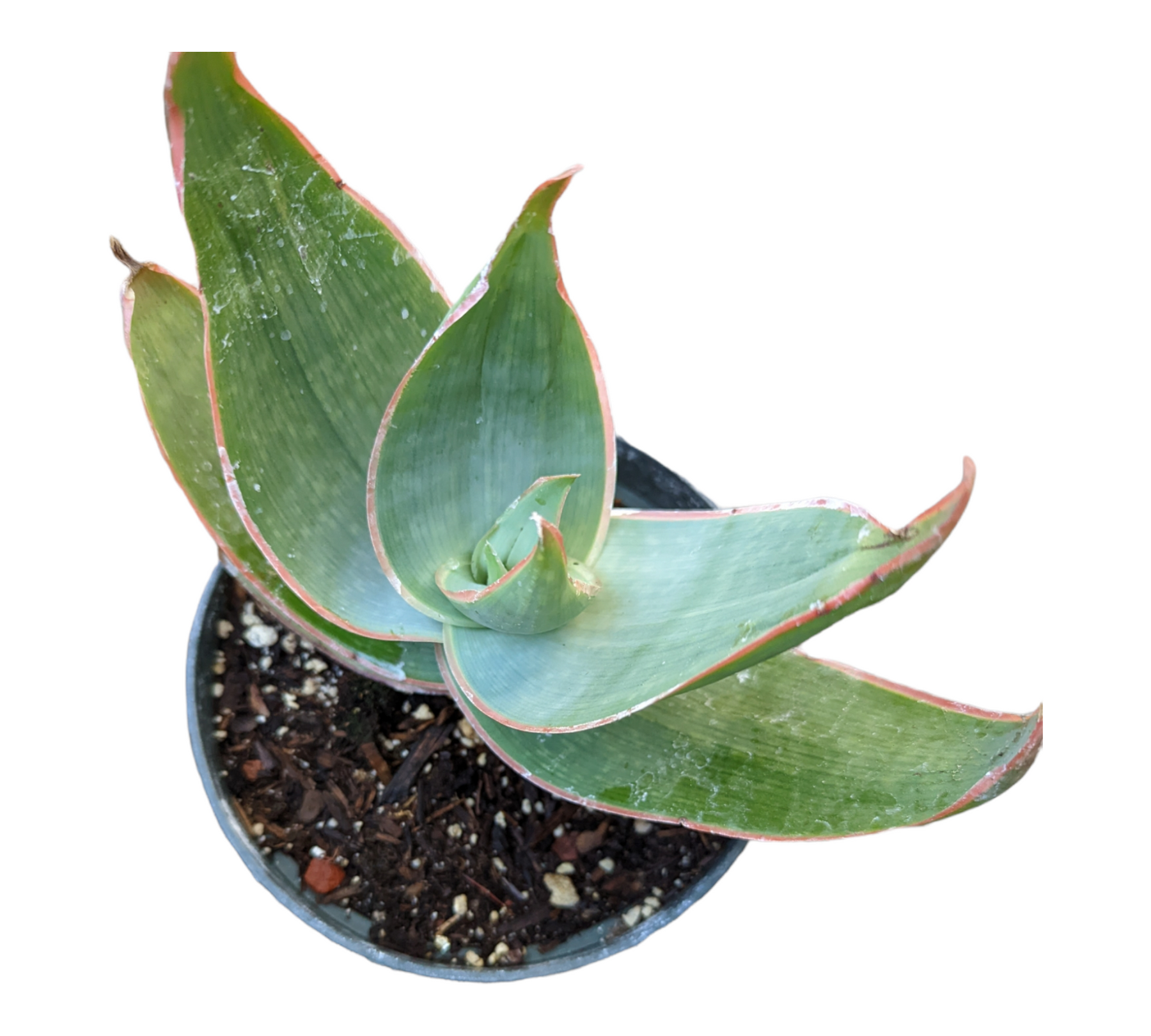 Aloe striata "Coral Aloe"