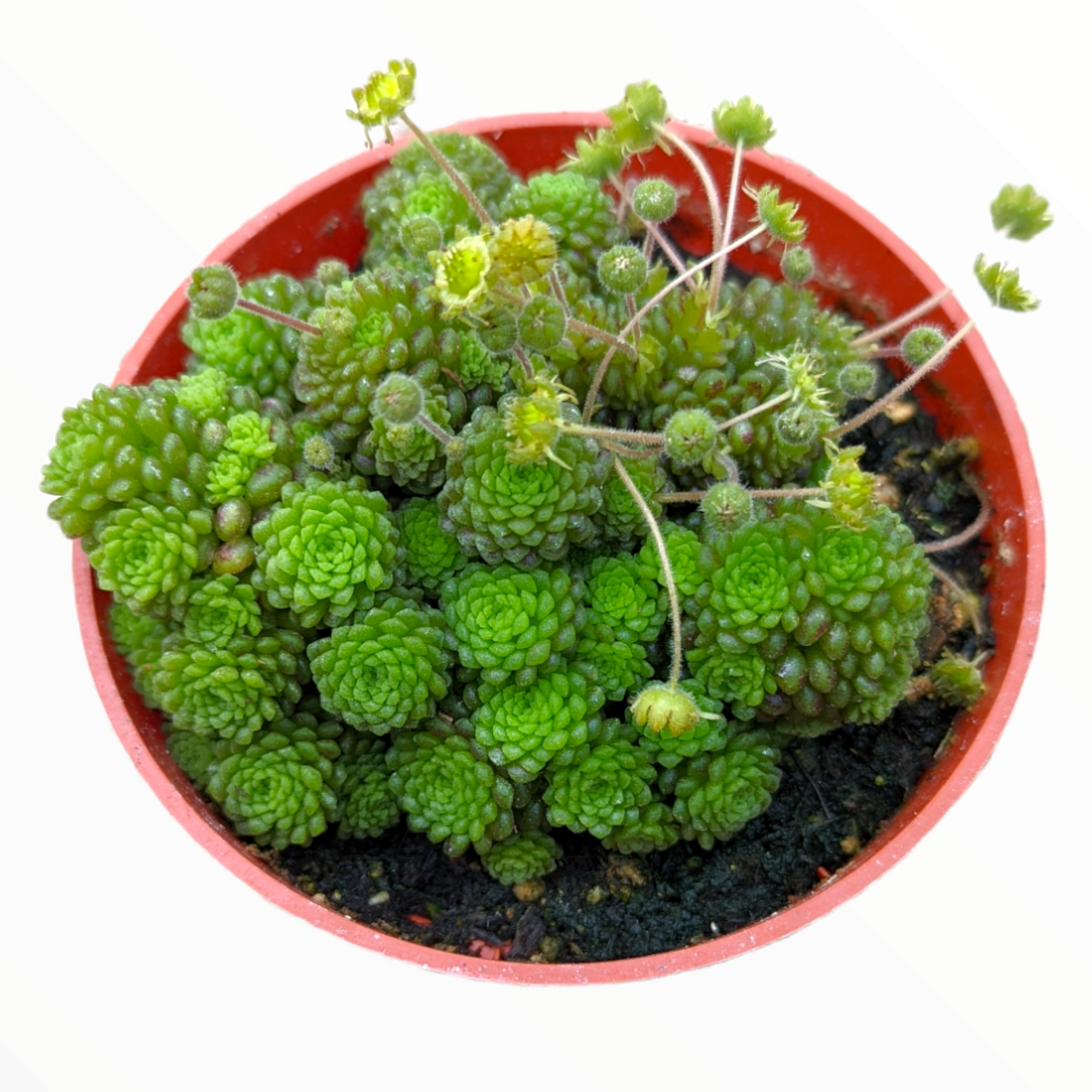 Monanthes polyphylla