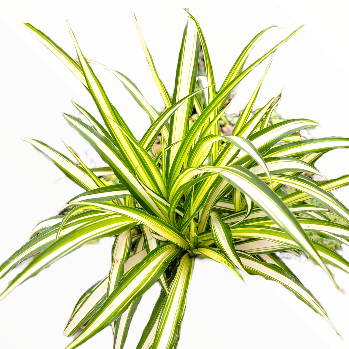 Spider Plant, Chlorophytum comosum, with arching variegated foliage.