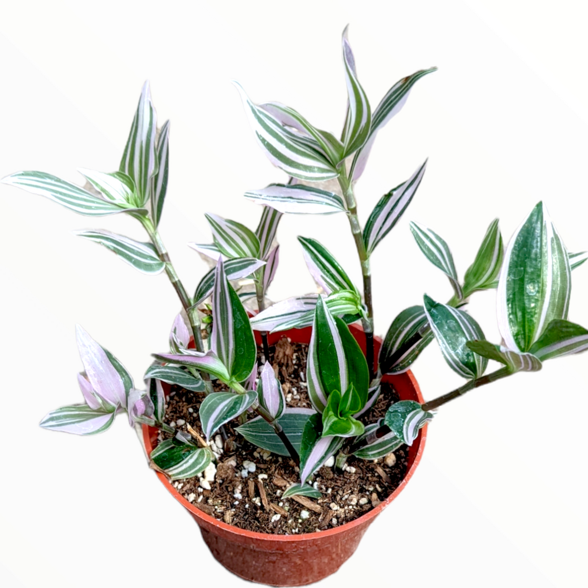 Tradescantia fluminensis 'Lavender' Variegata Wandering Dude