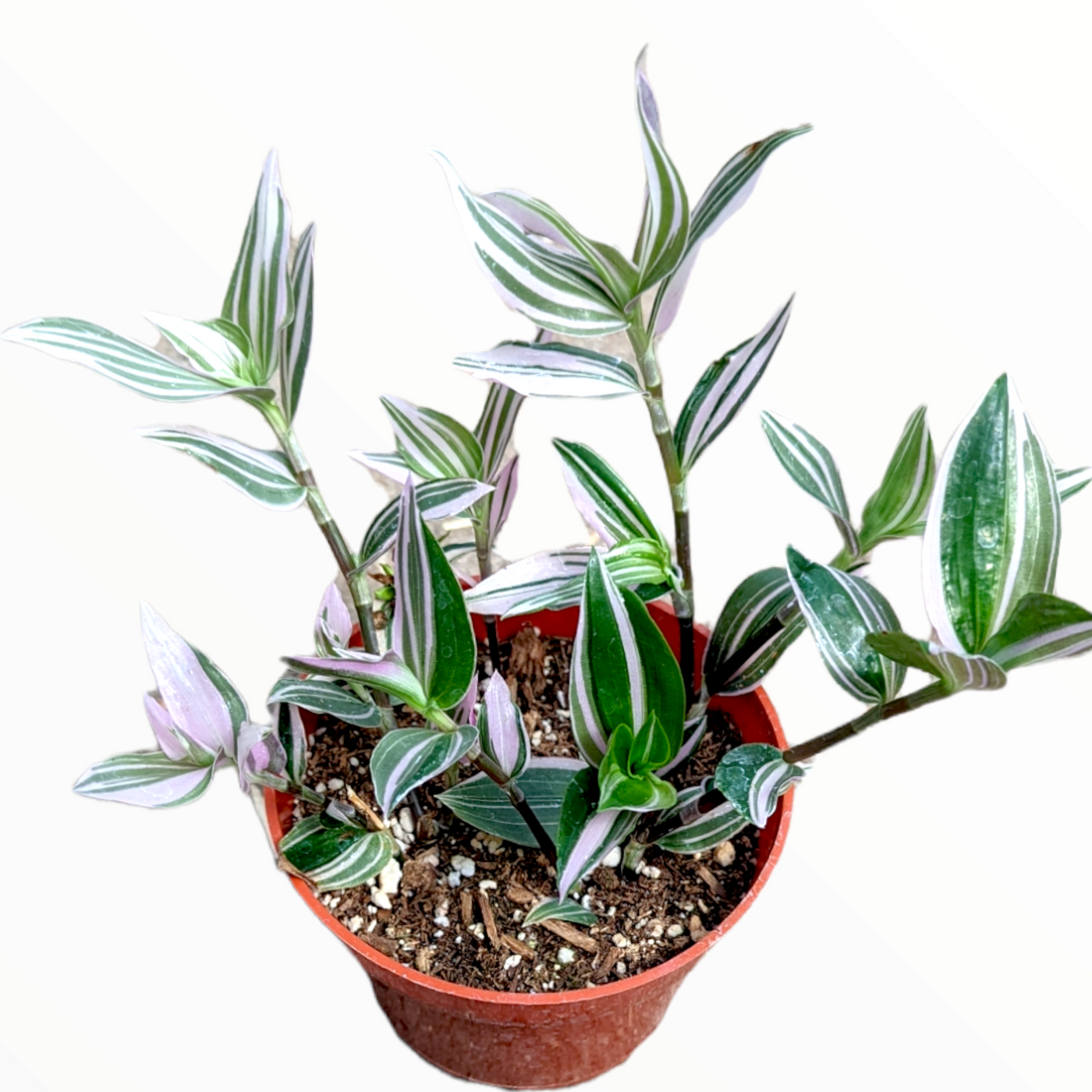 Tradescantia fluminensis 'Lavender' Variegata in nursery pot.