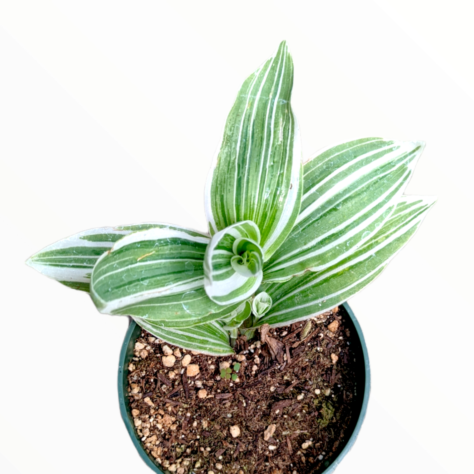 Tradescantia fluminensis 'Albovittata' Wandering Dude