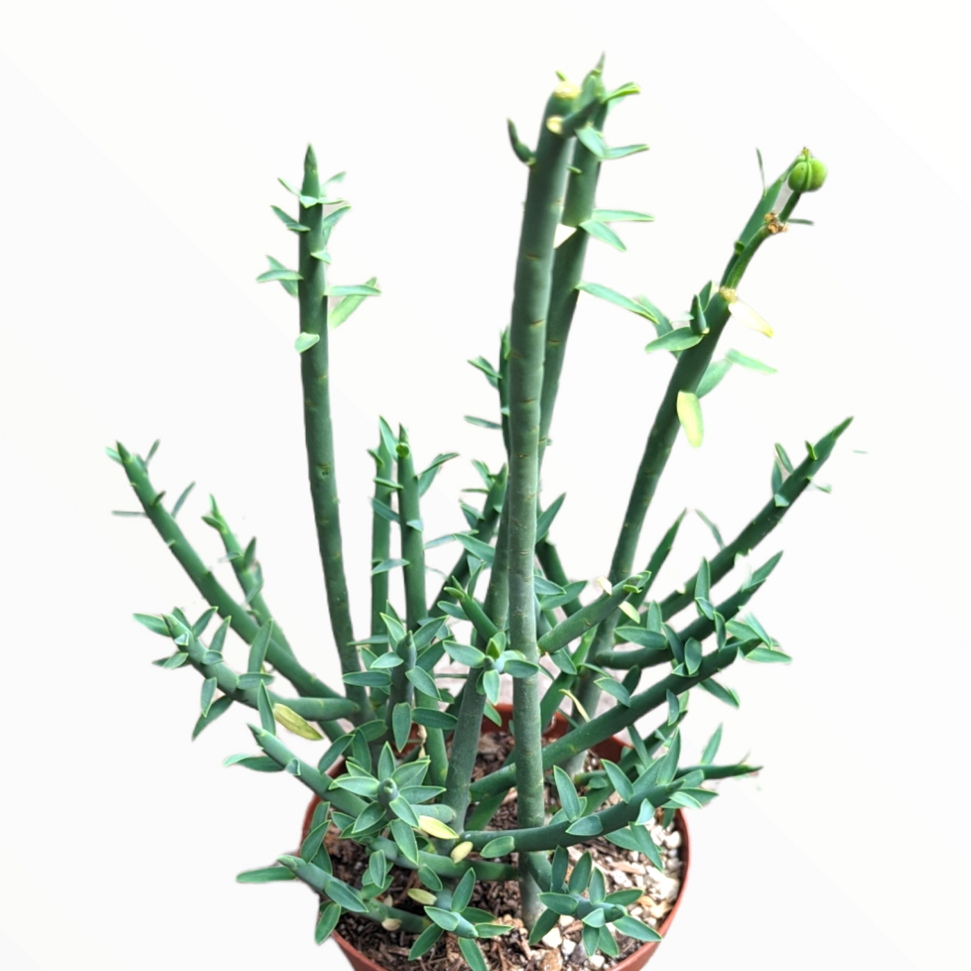 Euphorbia mauritanica Pencil Milkbrush in small nursery pot.