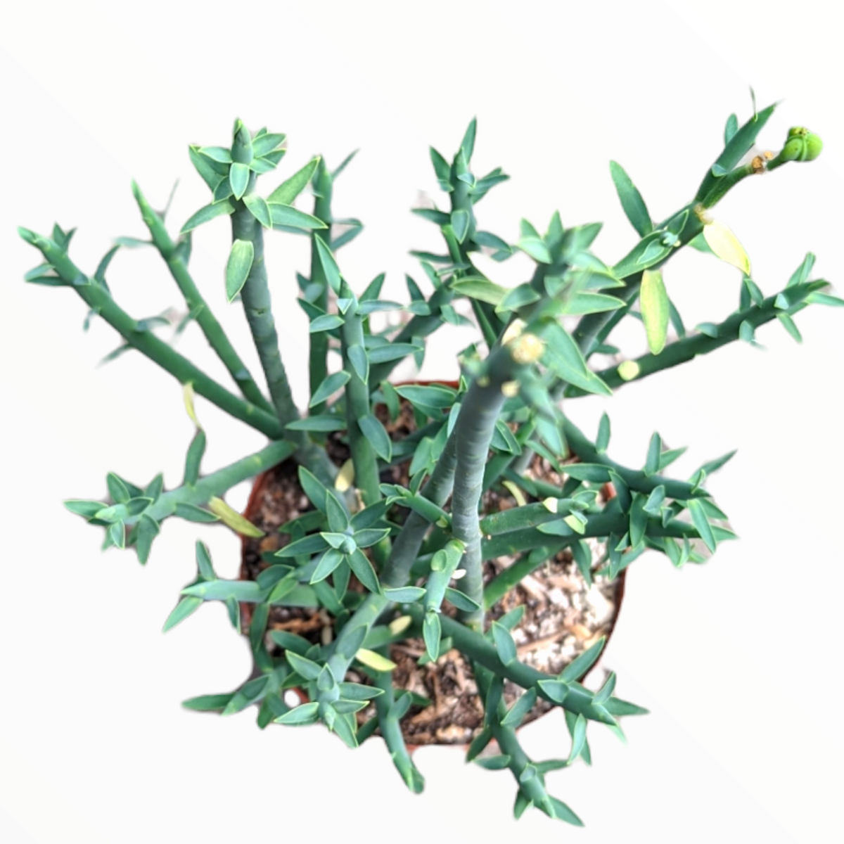 Euphorbia mauritanica Pencil Milkbrush