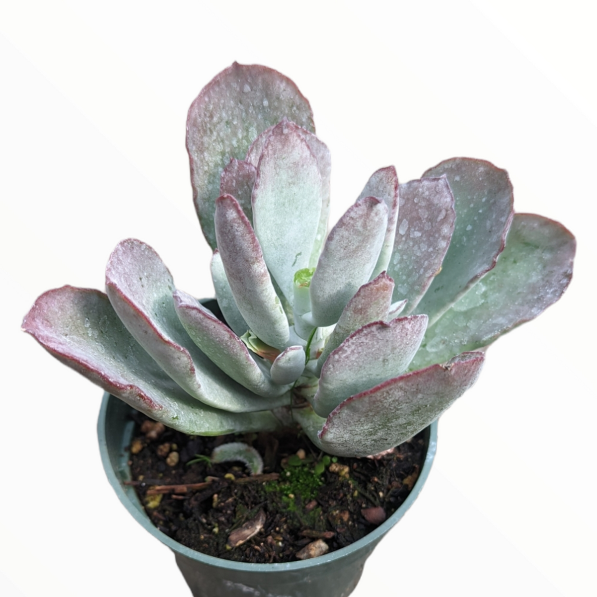 Cotyledon orbiculata 'Frostbite' succulent with rosette, reddish-edged leaves.