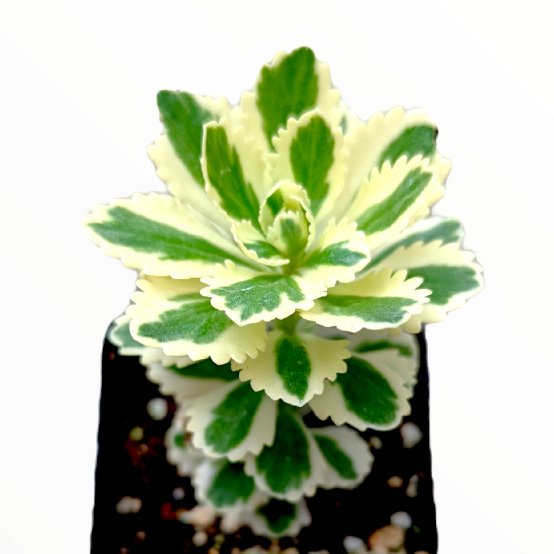 Sedum takesimense Atlantis™ Variegated