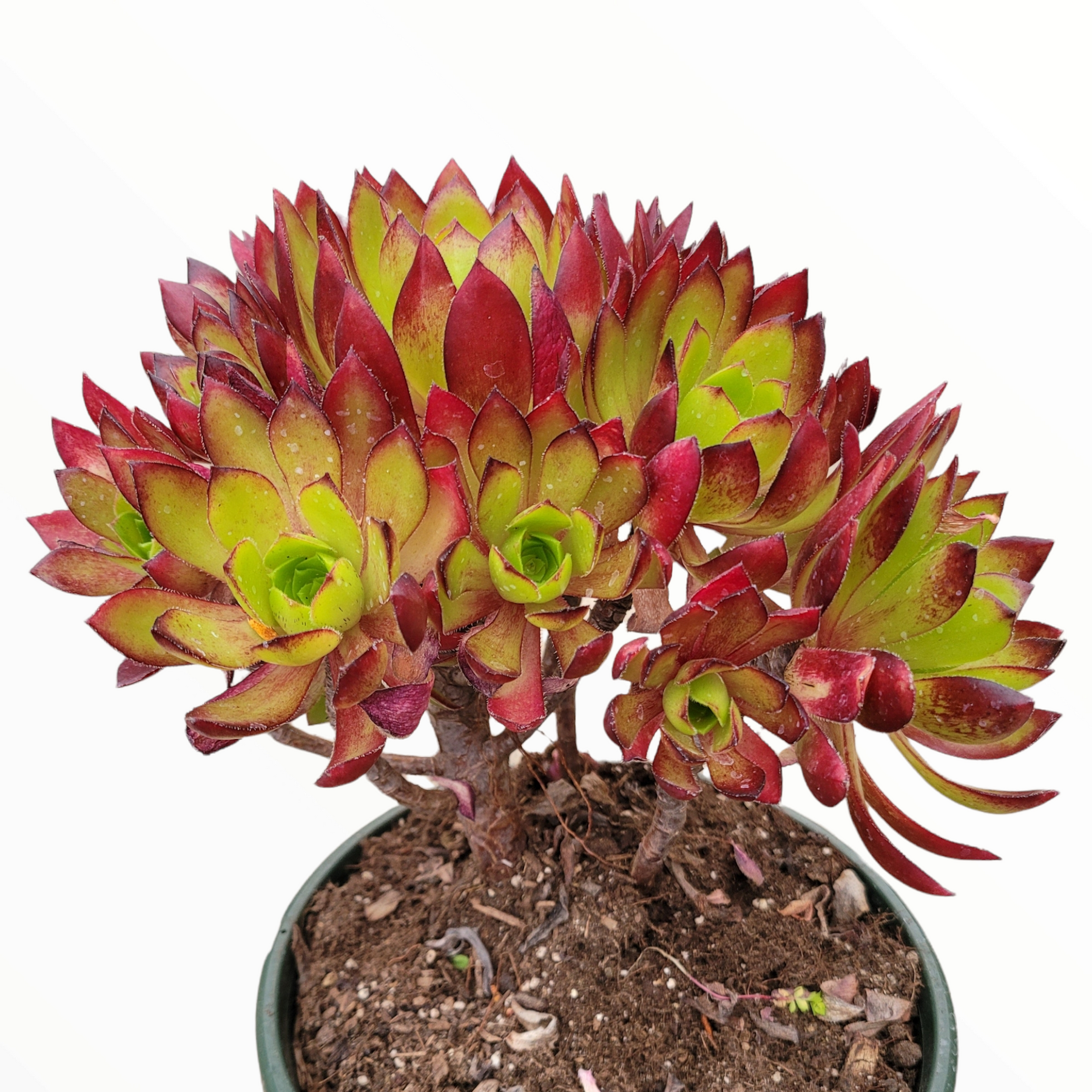 Aeonium 'Firecracker' - Succulents Depot