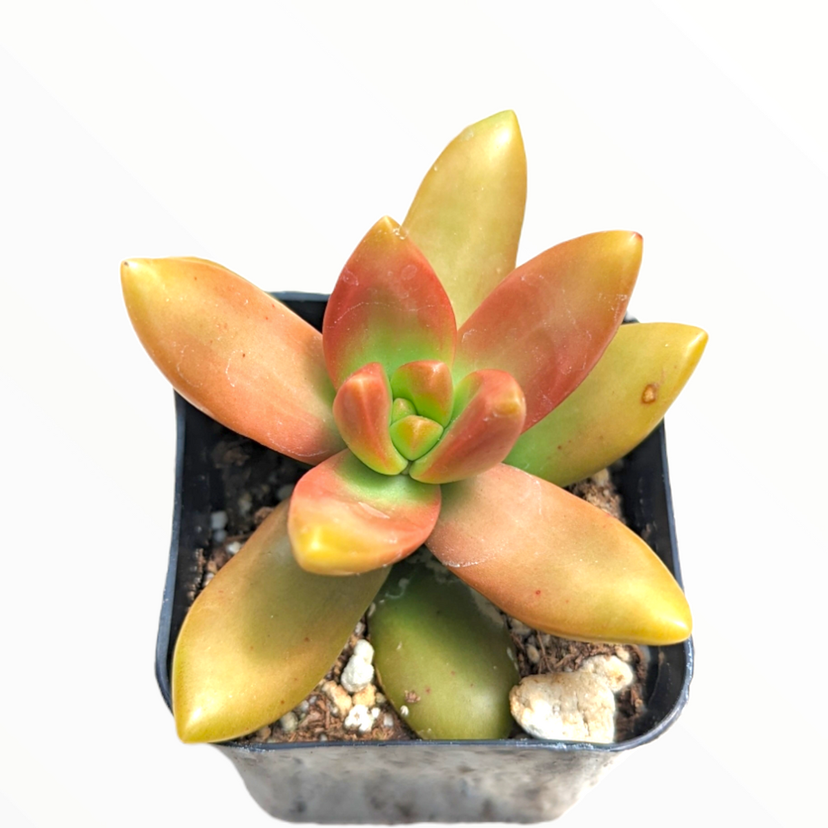 Sedum nussbaumerianum 'Orange Delight' in black nursery pot.