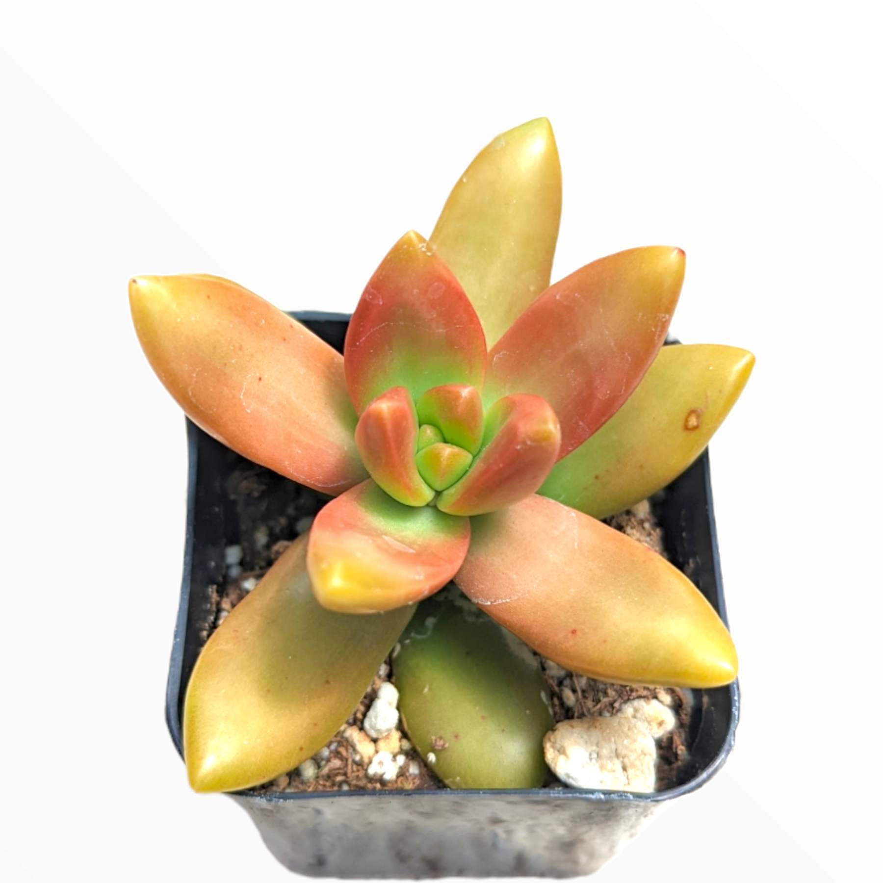 Sedum nussbaumerianum 'Orange Delight' - Coppertone Stonecrop - Succulents Depot