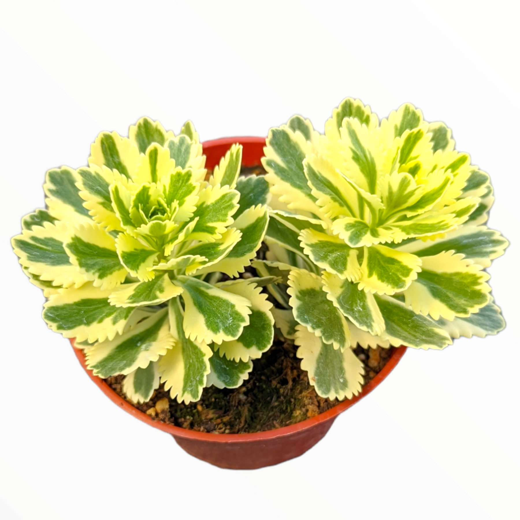 Sedum takesimense Atlantis™ Variegated