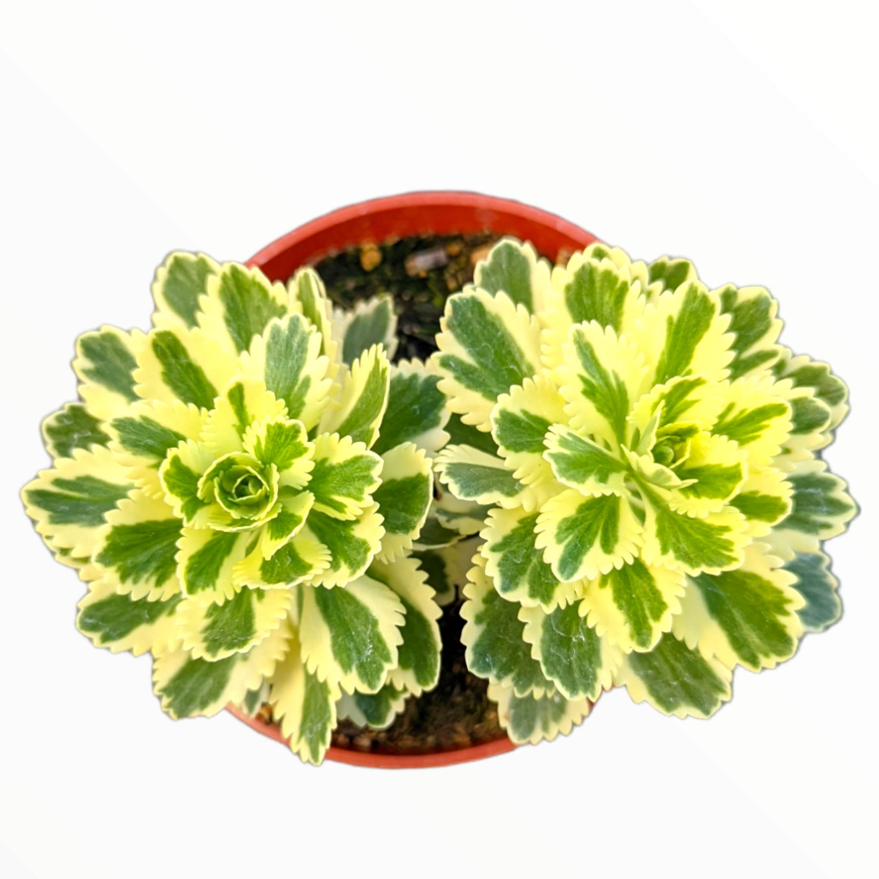 Sedum takesimense Atlantis™ Variegated