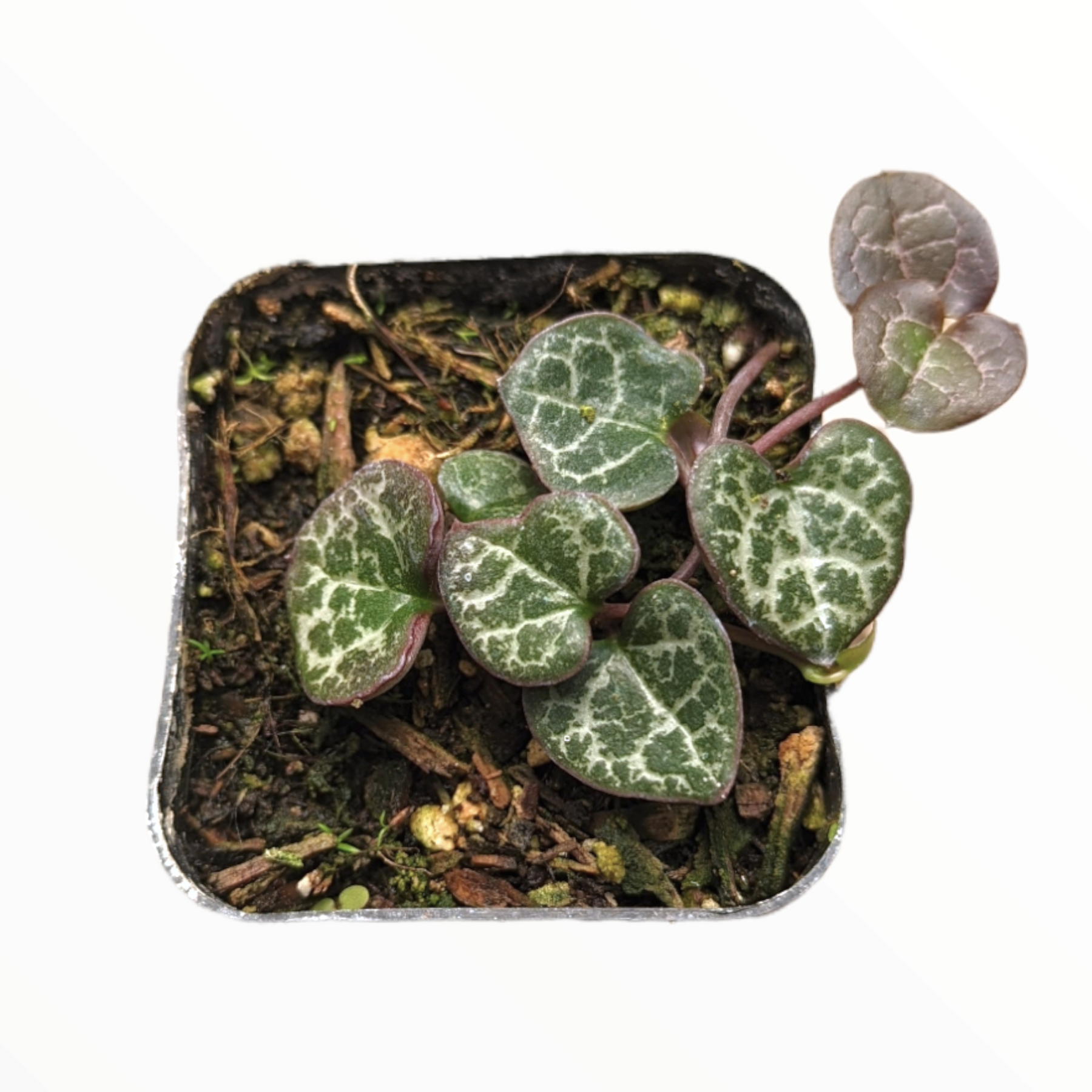 Ceropegia woodii String of Hearts - Succulents Depot