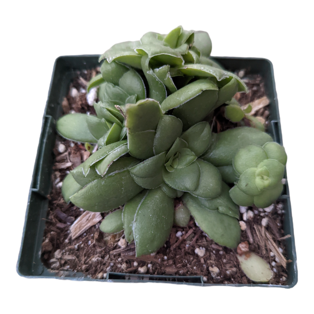 Crassula orbicularis - Succulents Depot