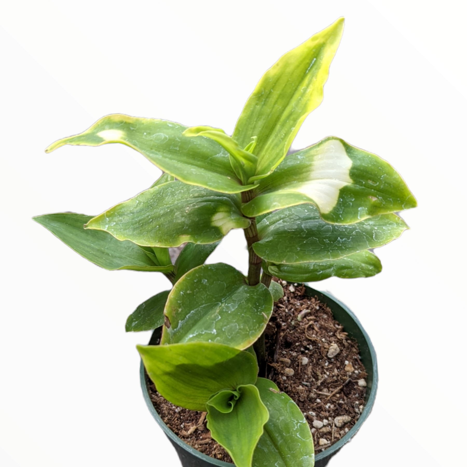 Blushing Bride Tradescantia Wandering Dude