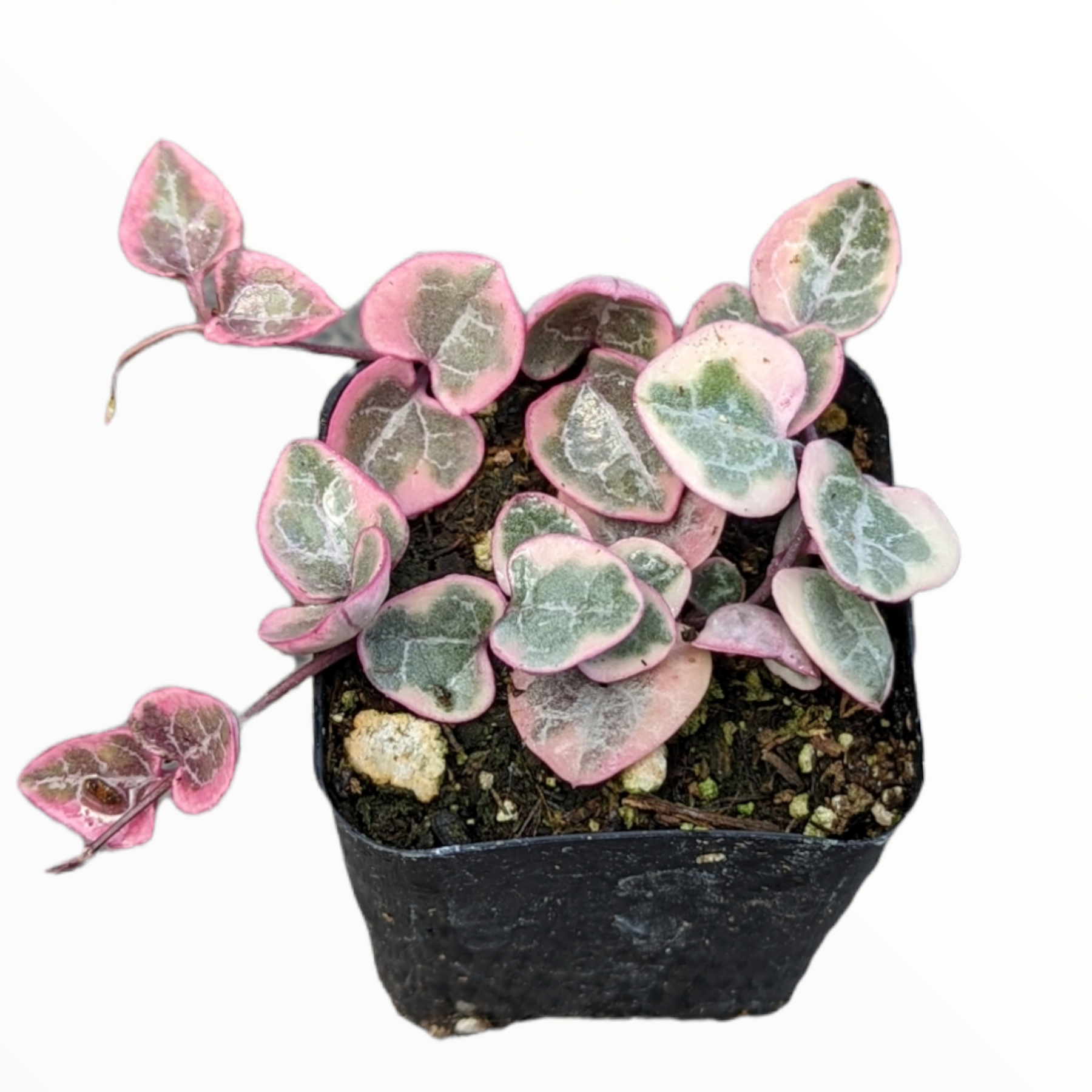 Ceropegia woodii Variegated String of Hearts - Succulents Depot