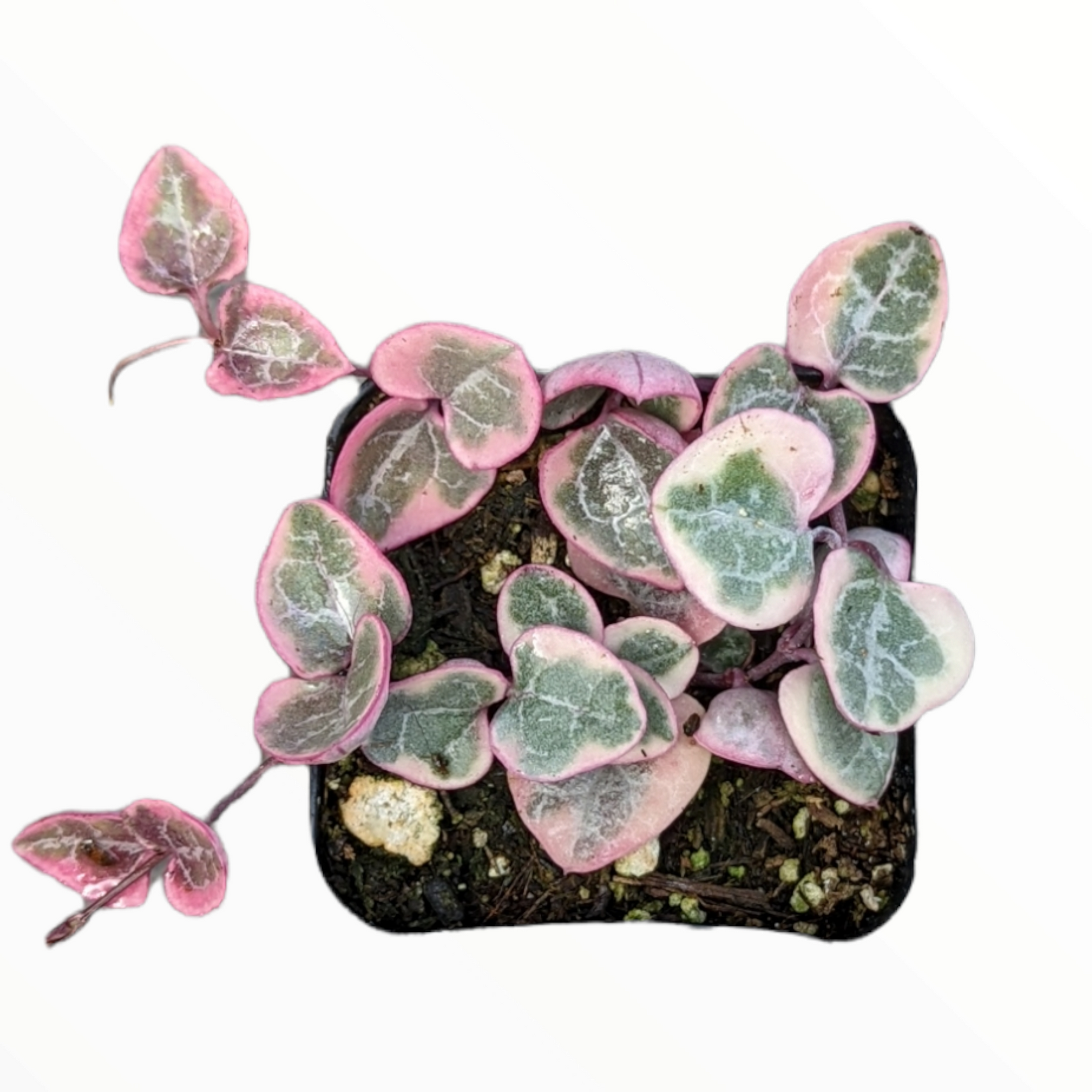 Ceropegia woodii Variegated String of Hearts - Succulents Depot
