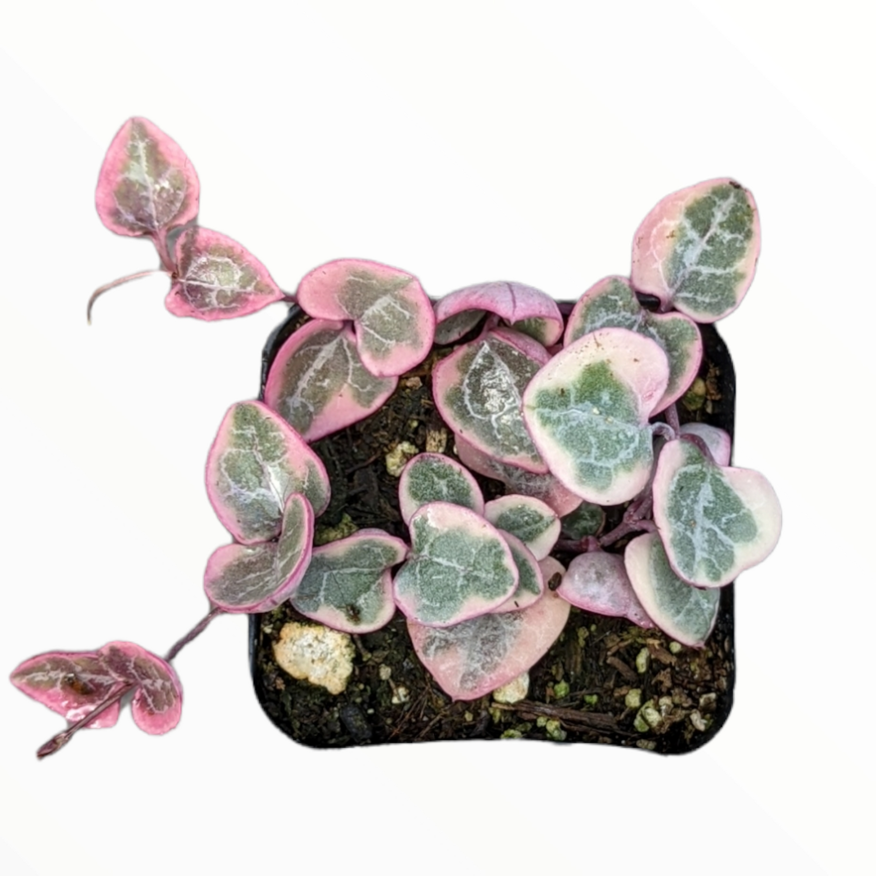 Ceropegia woodii Variegated String of Hearts - Succulents Depot