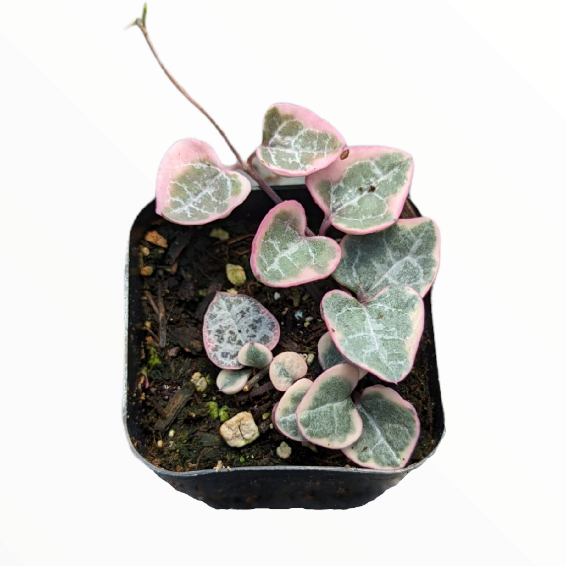 Ceropegia woodii Variegated String of Hearts - Succulents Depot