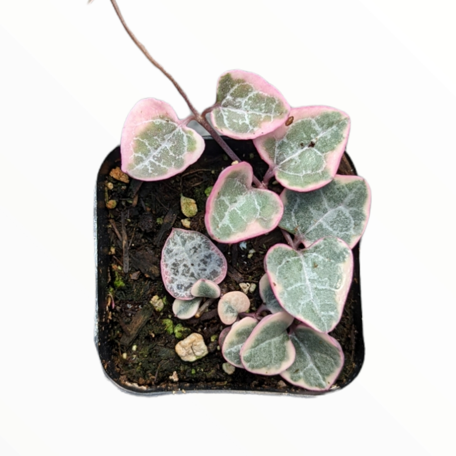 Ceropegia woodii Variegated String of Hearts - Succulents Depot