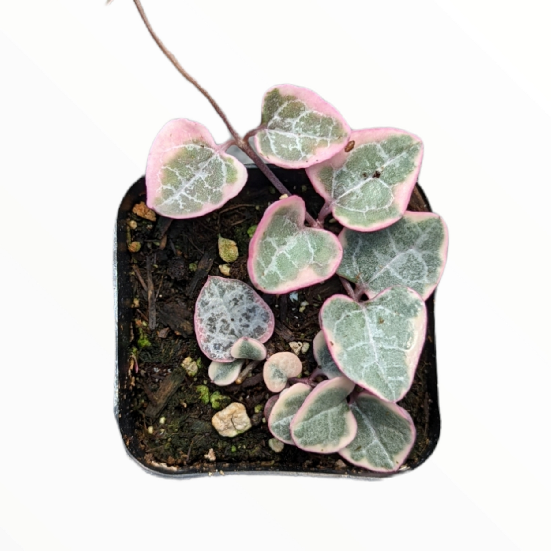 Ceropegia woodii Variegated String of Hearts - Succulents Depot