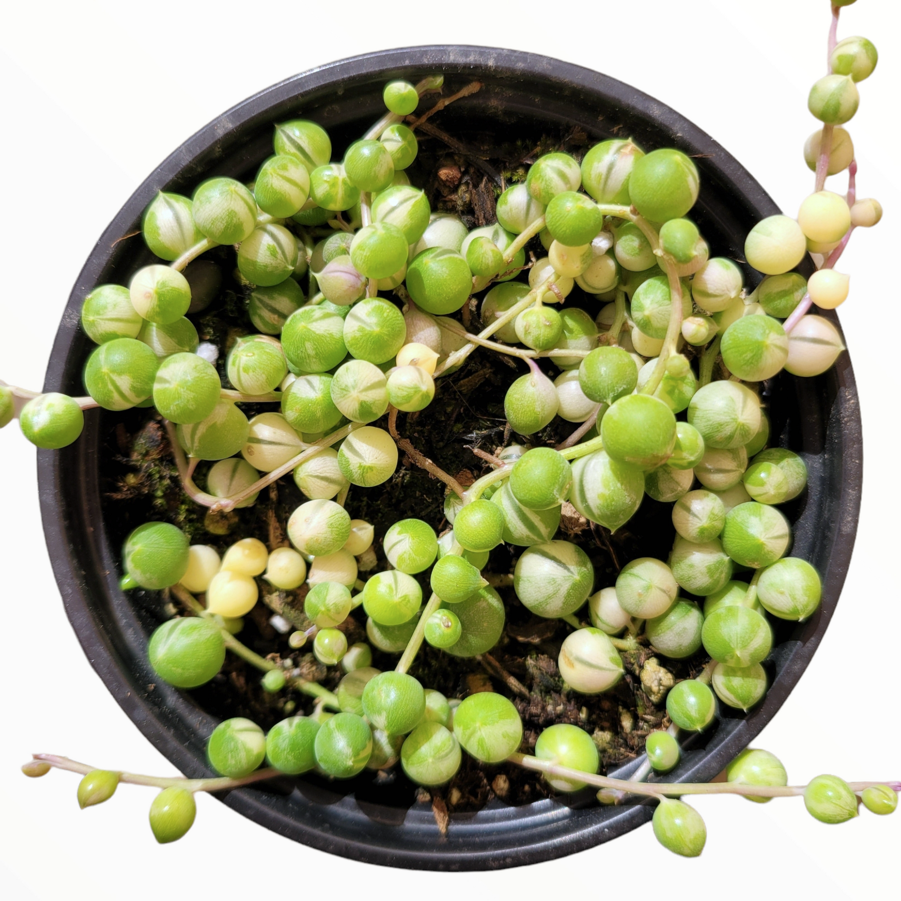 Variegated String of Pearls Senecio rowleyanus - Succulents Depot