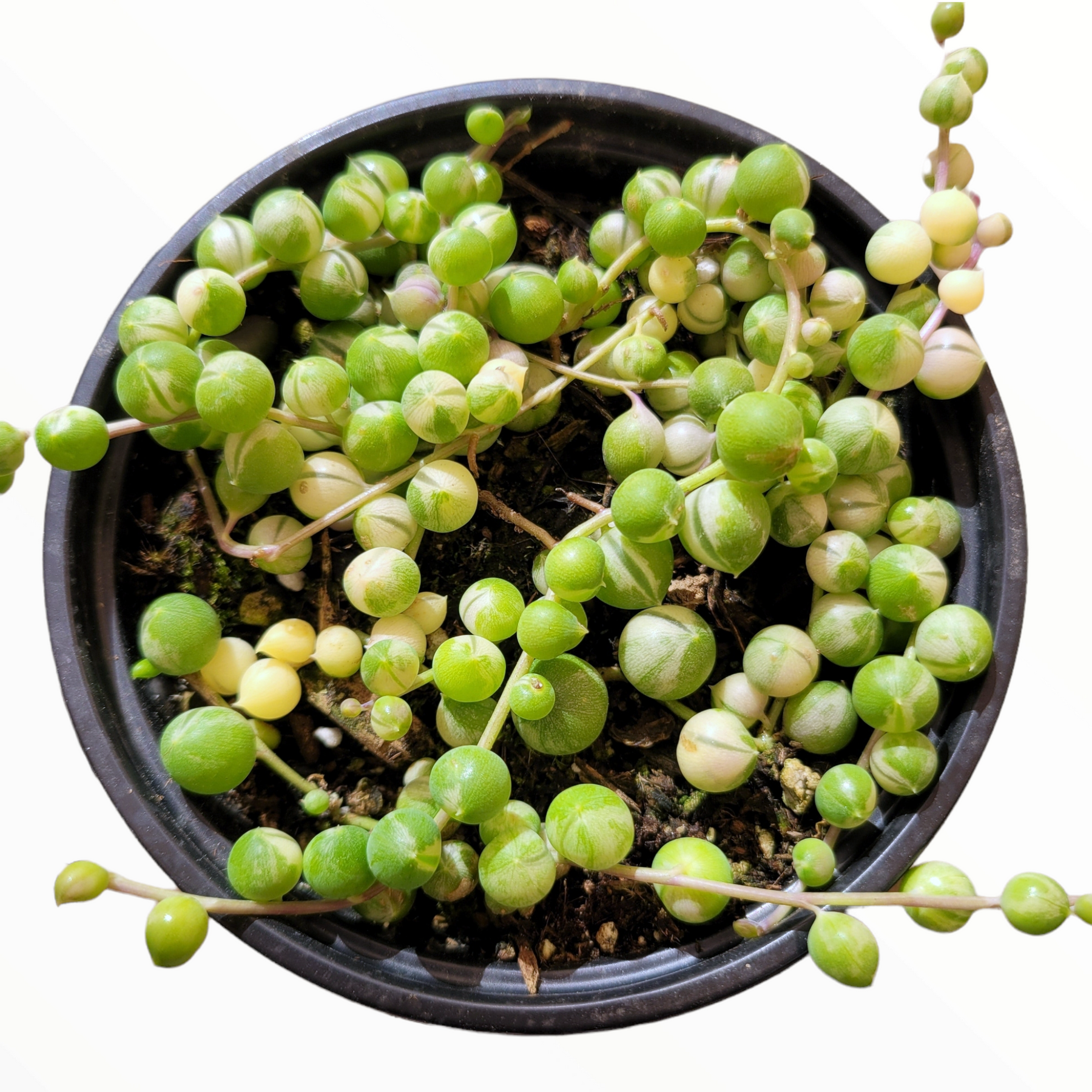 Variegated String of Pearls Senecio rowleyanus - Succulents Depot