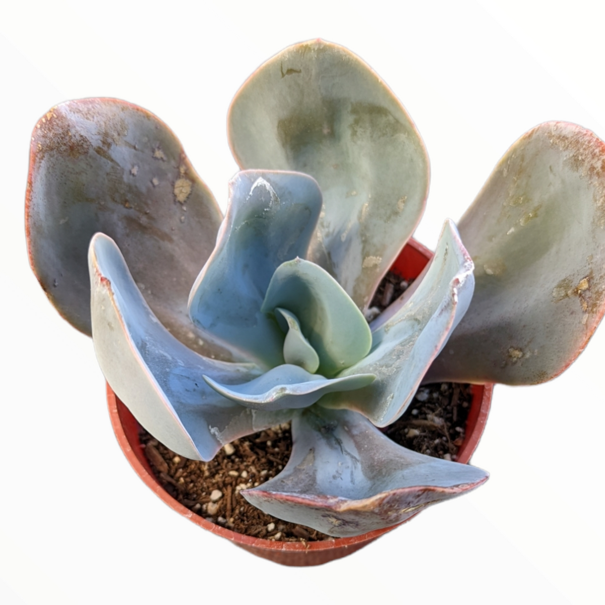 Echeveria 'Blue Dude' in plastic nursery pot.