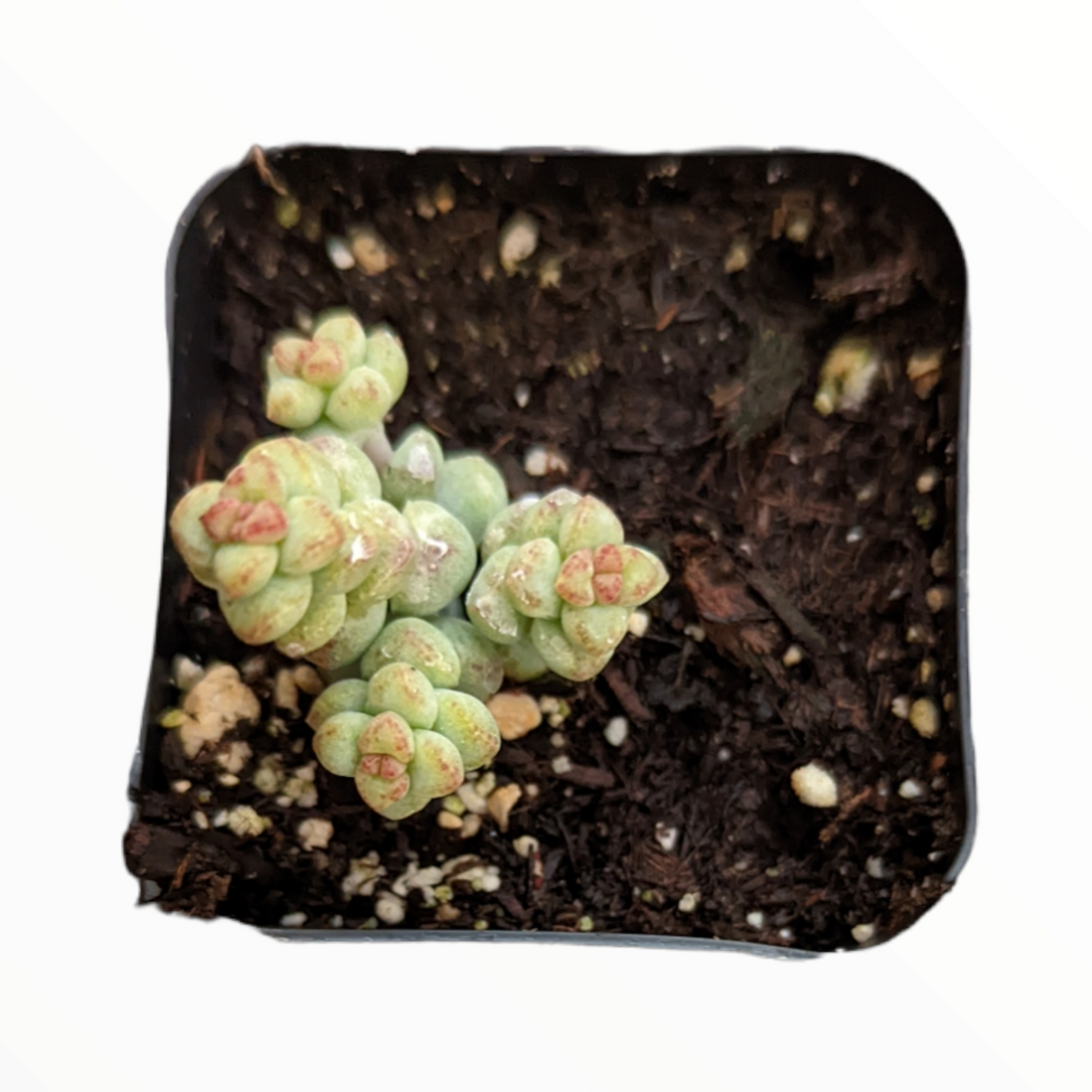 Crassula 'Baby's surprise' in plastic pot with bead-like leaves.