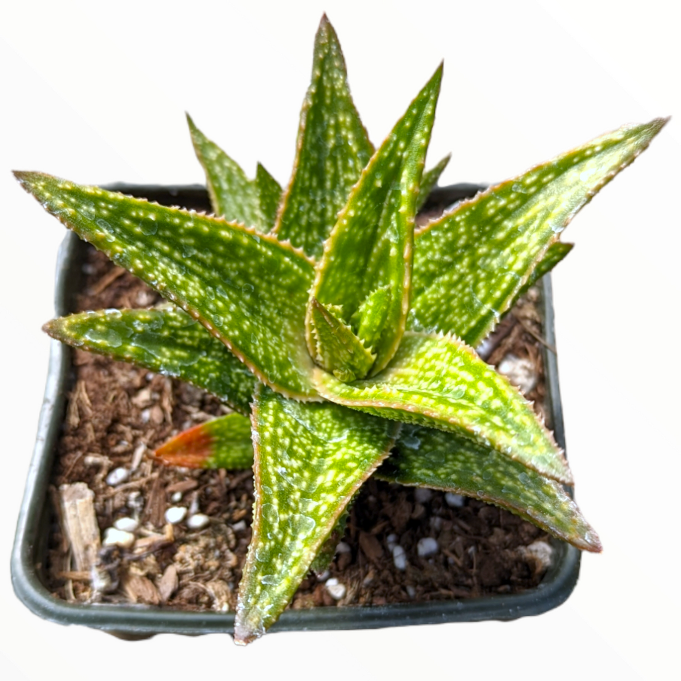 Gasteraloe 'Green Gold' in nursery pot with speckled leaves.