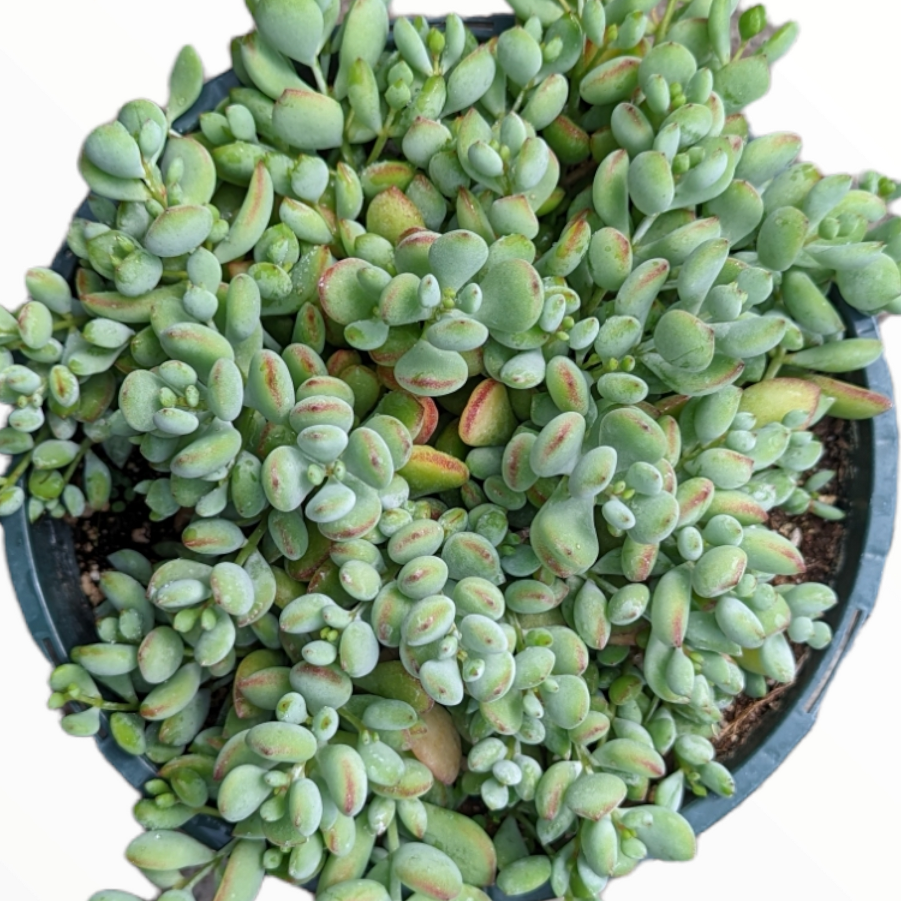 Cotyledon pendens 'Cliff Cotyledon' - Succulents Depot