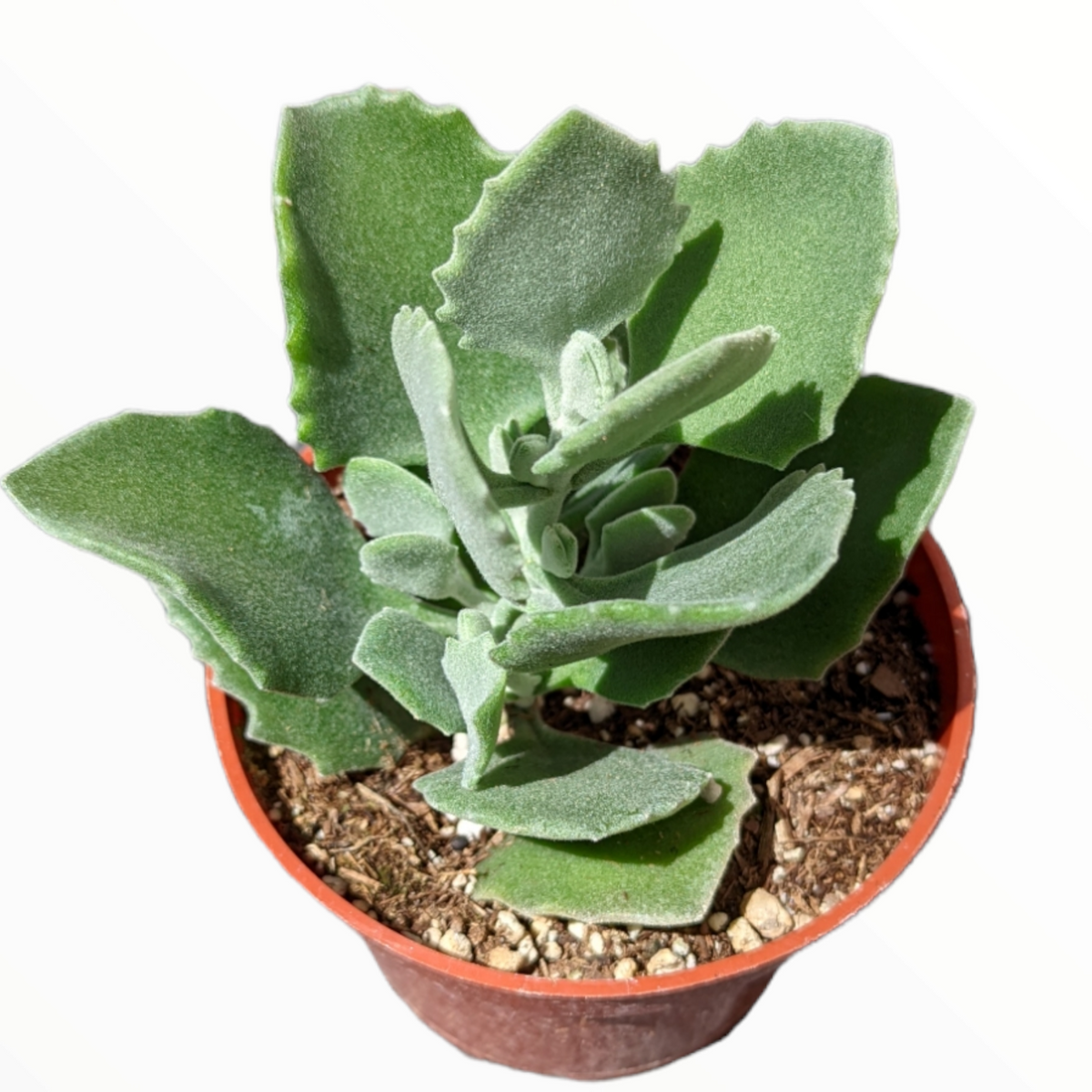 Kalanchoe millotii succulent with fuzzy, gray-green leaves in a nursery pot.