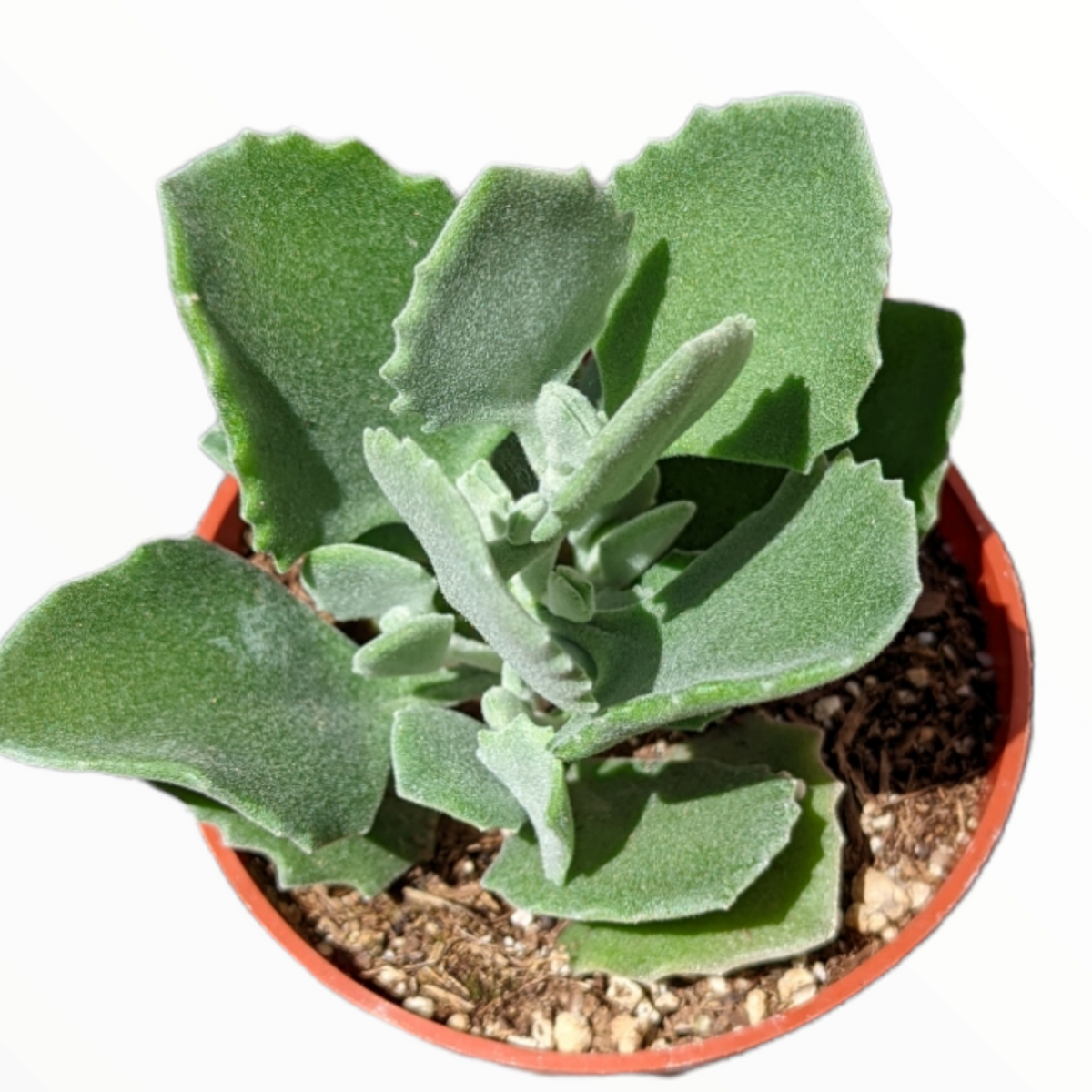 Kalanchoe millotii in a small nursery pot.