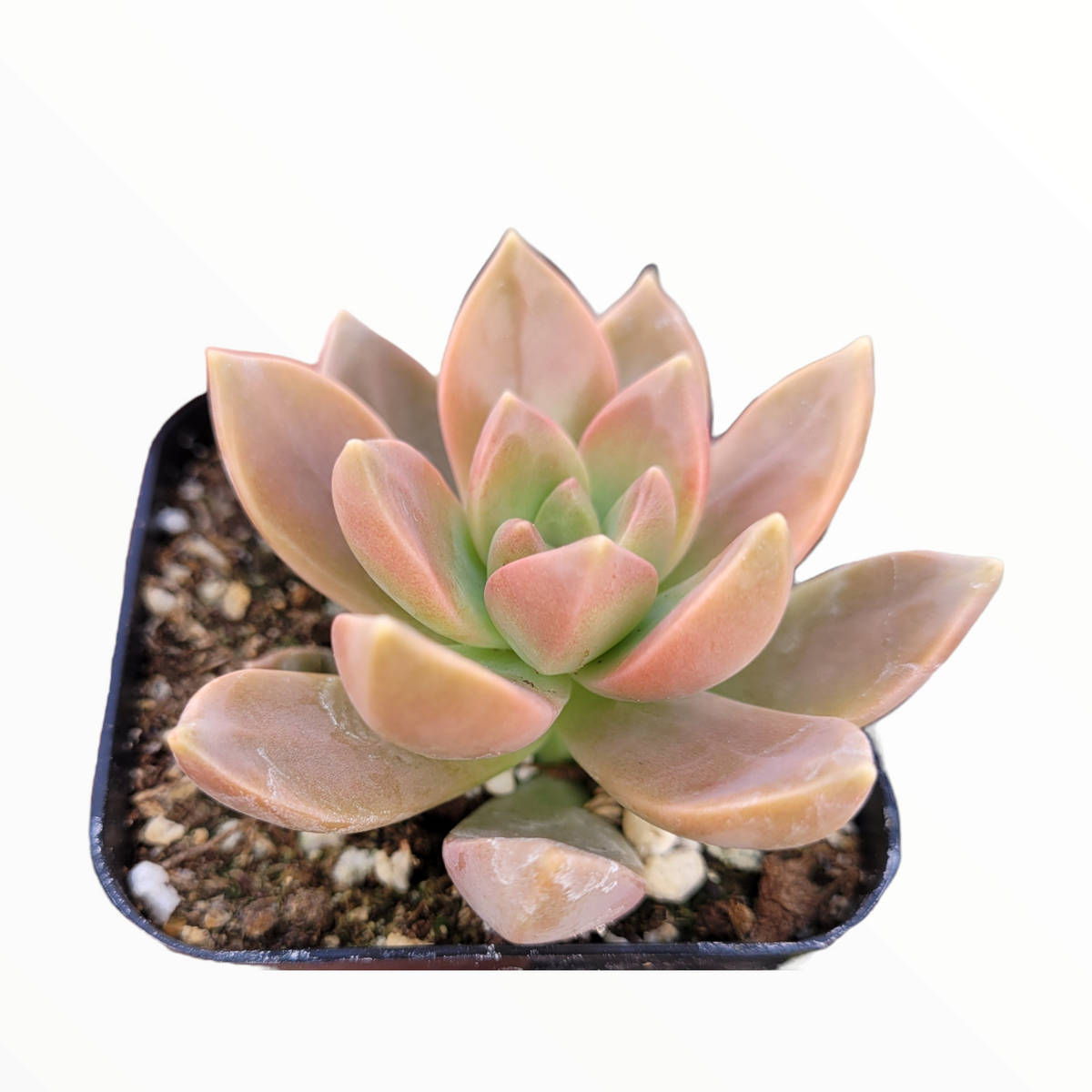Graptosedum 'California Sunset' succulent in square pot.