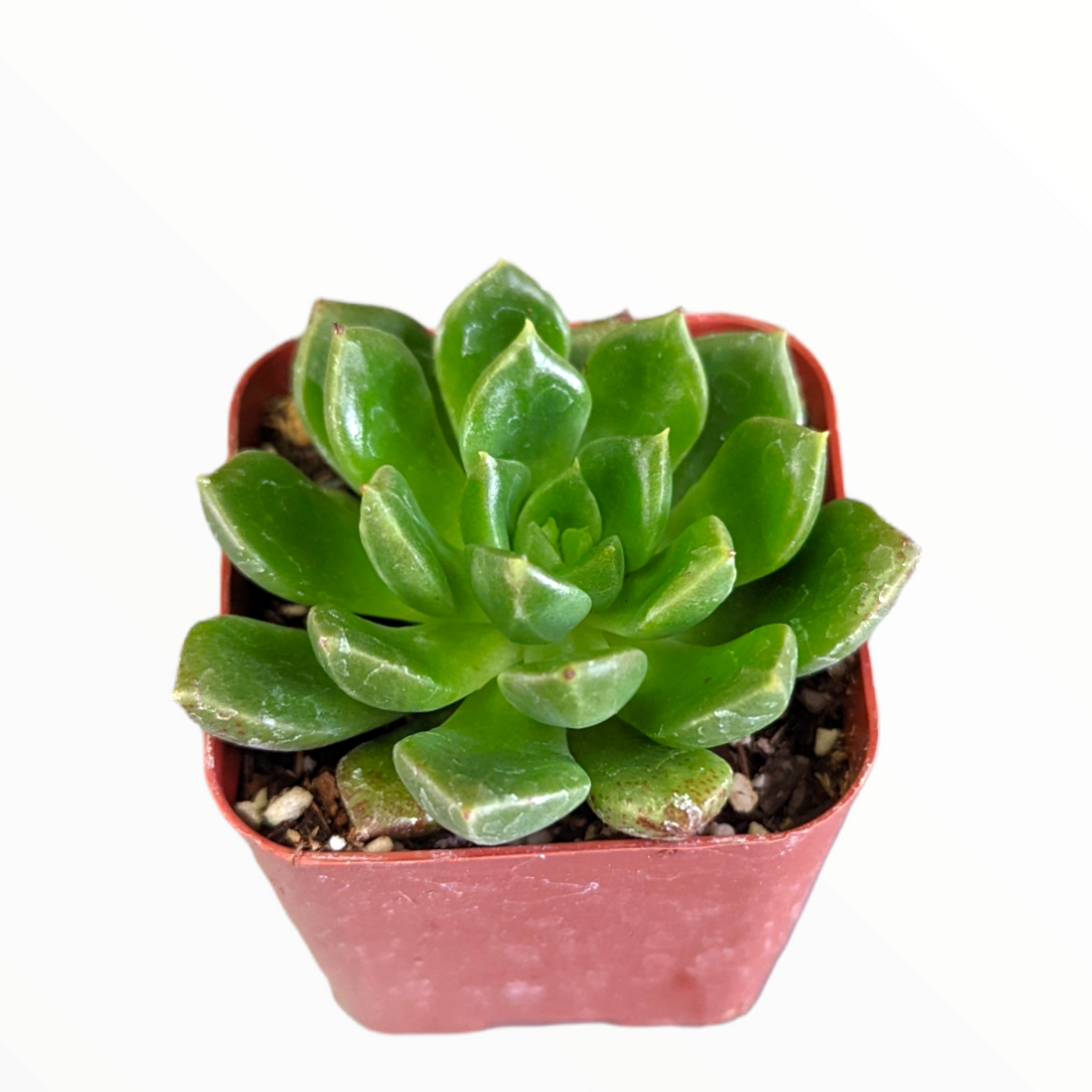 Echeveria 'Emerald Ripple' in a square nursery pot.