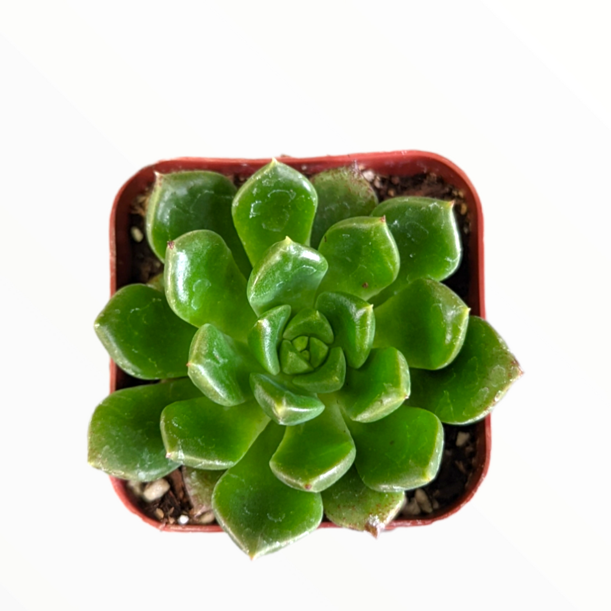 Echeveria 'Emerald Ripple' in square pot, top-down view.