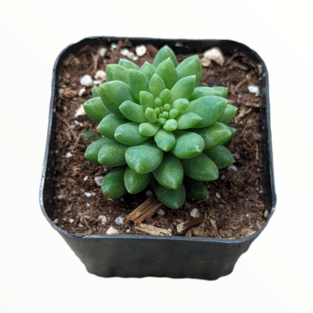 Sedum 'Pink Berry' in black square nursery pot.