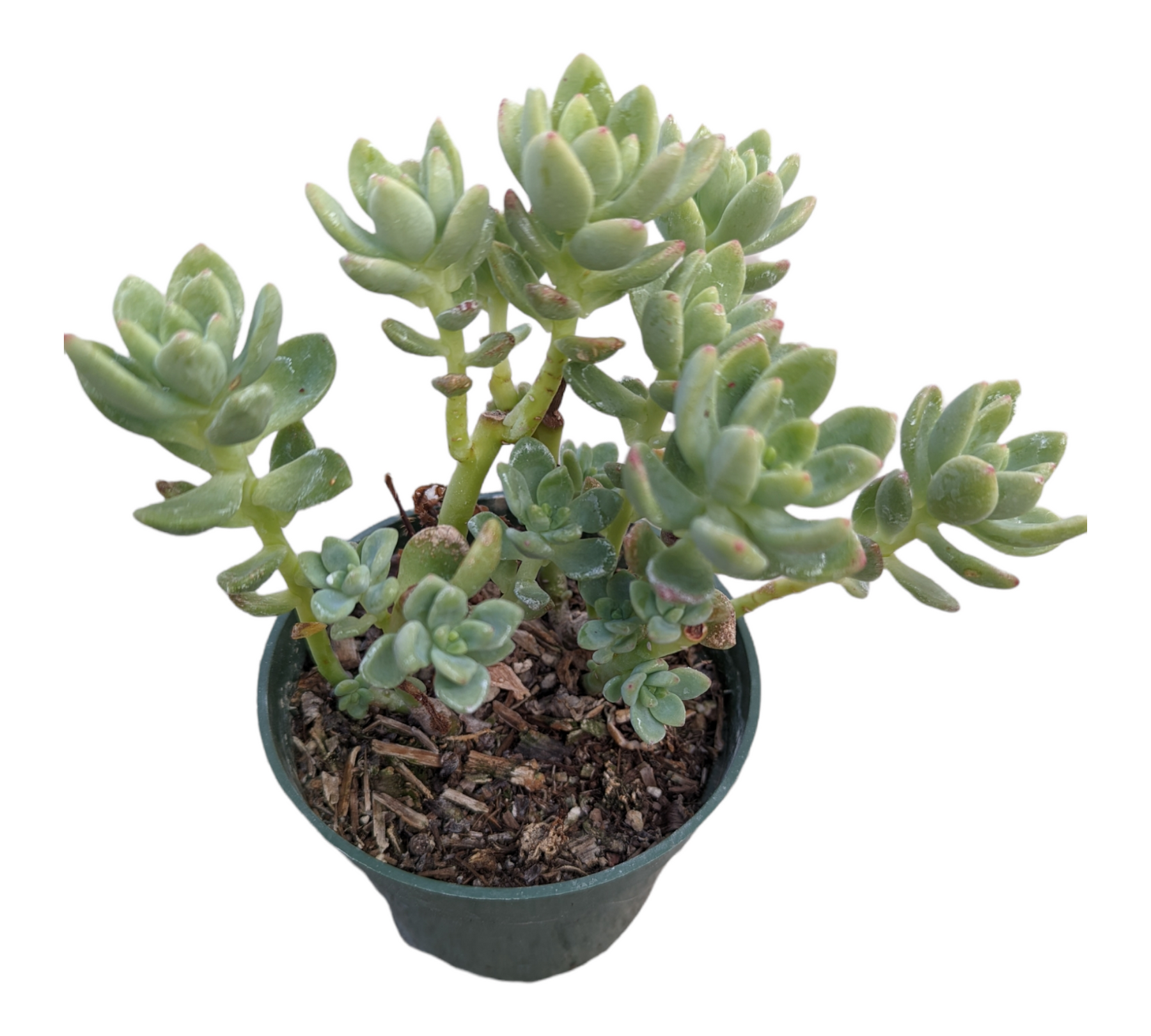 Sedum 'Alice Evans'