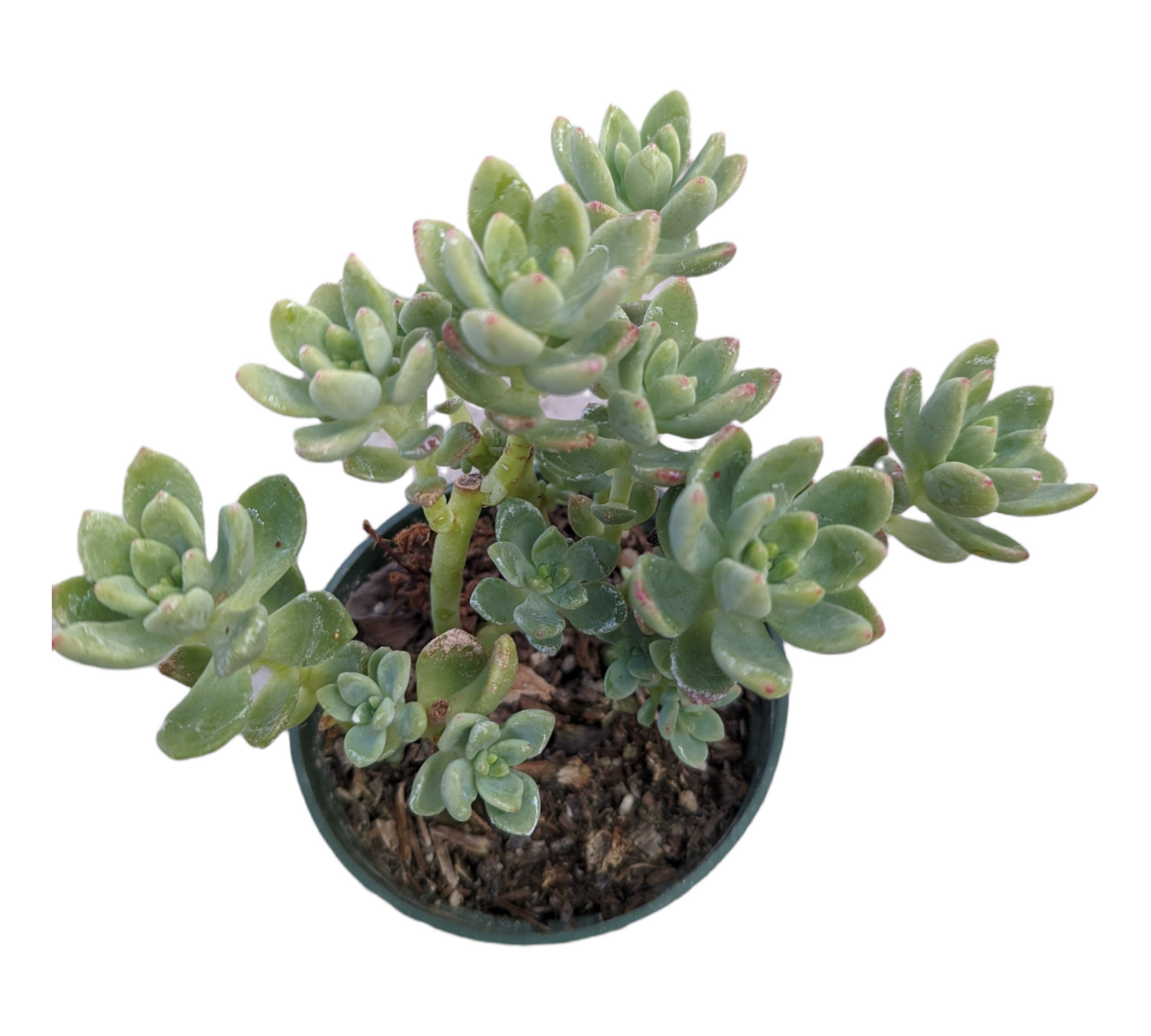 Sedum 'Alice Evans'