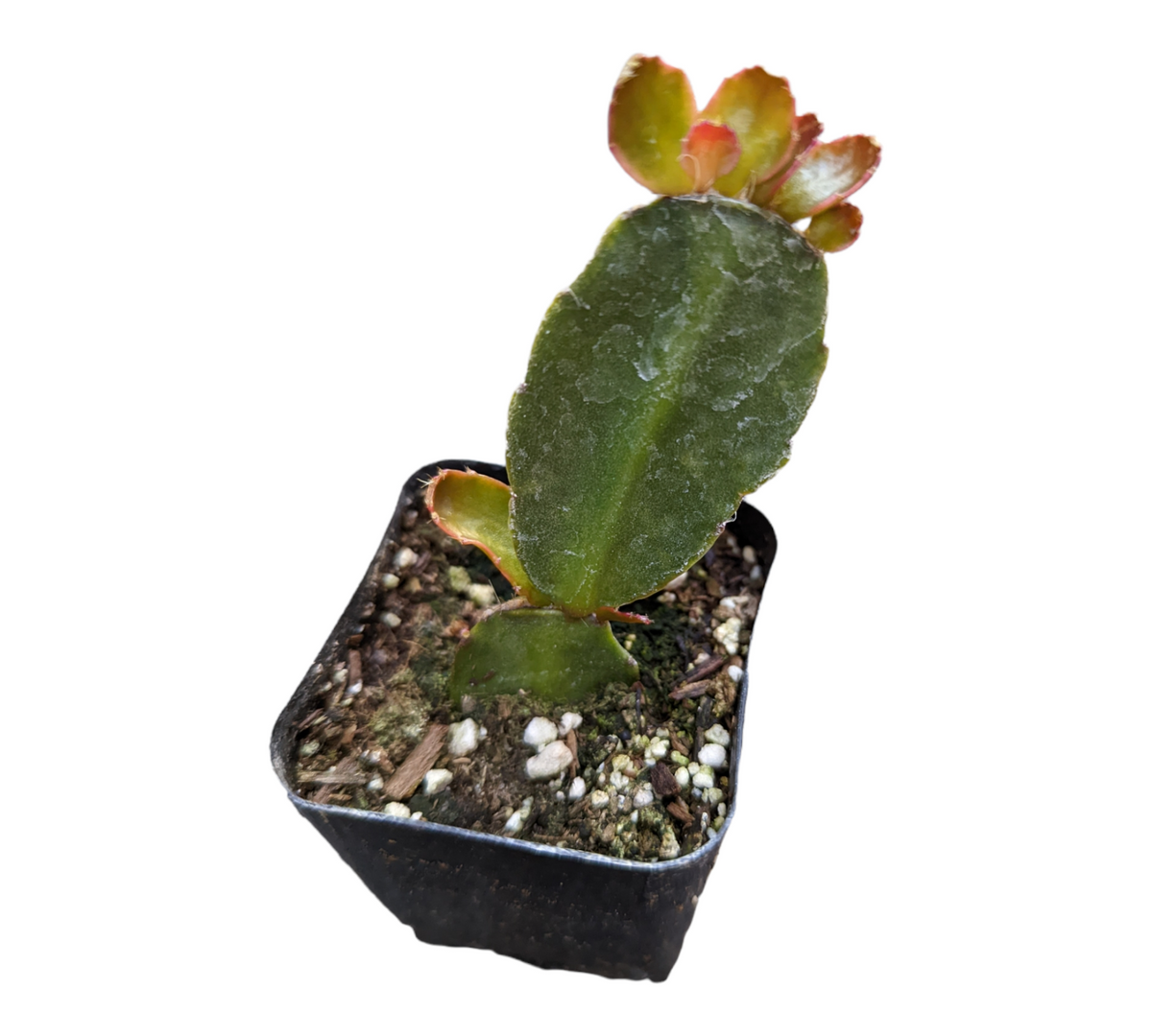 Rhipsalidopsis gaertneri Easter Cactus