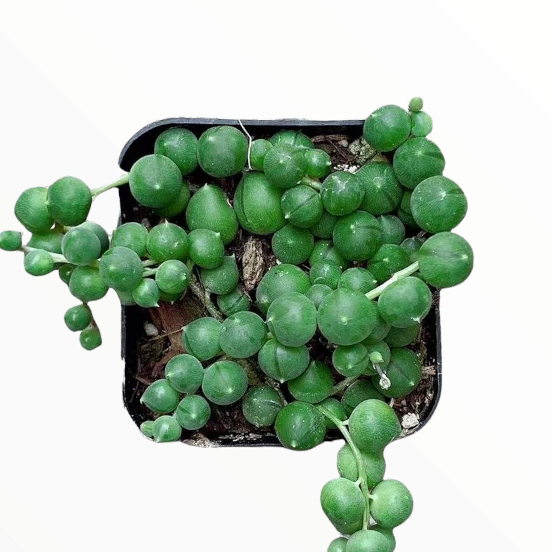 String of Pearls Senecio rowleyanus - Succulents Depot