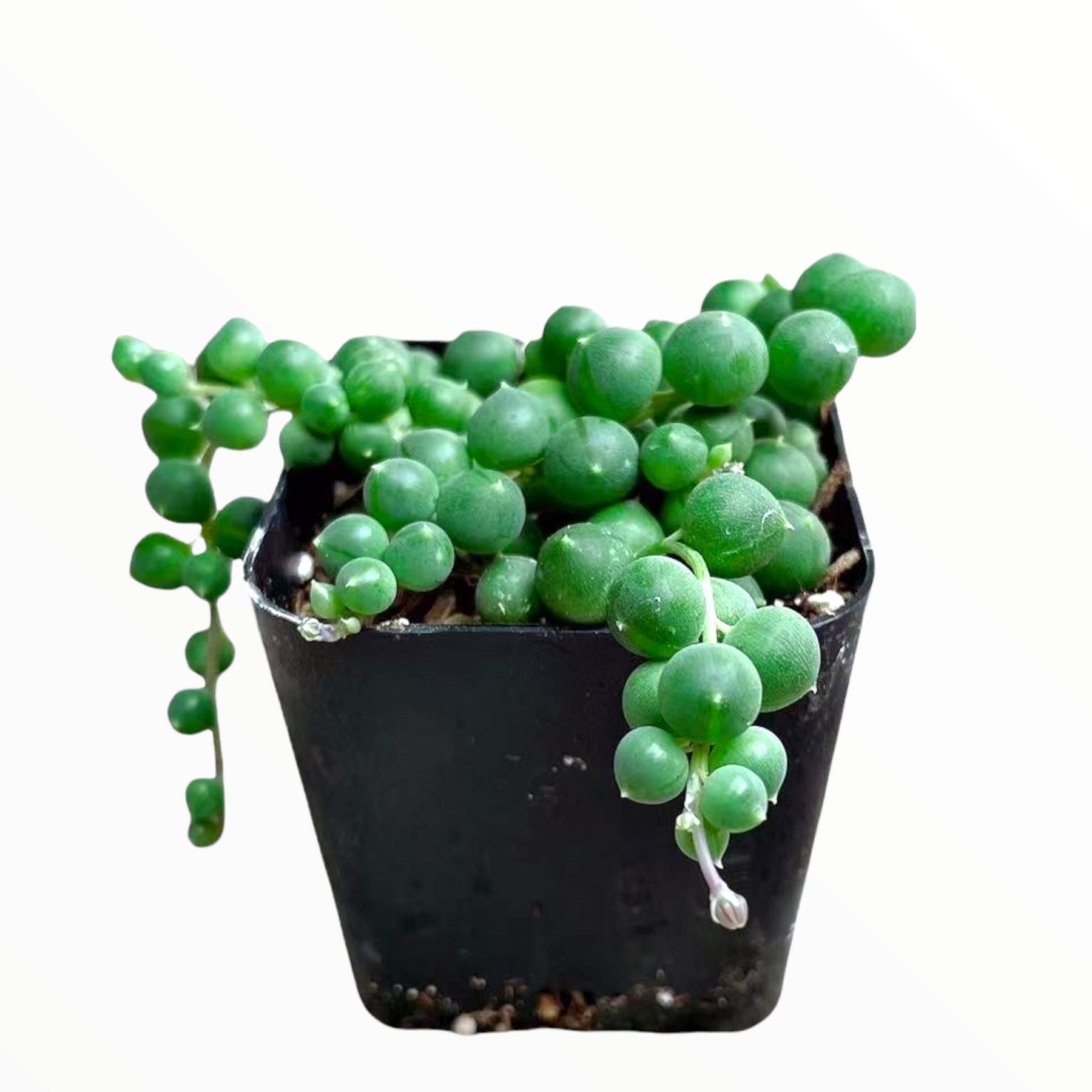 String of Pearls Senecio rowleyanus - Succulents Depot